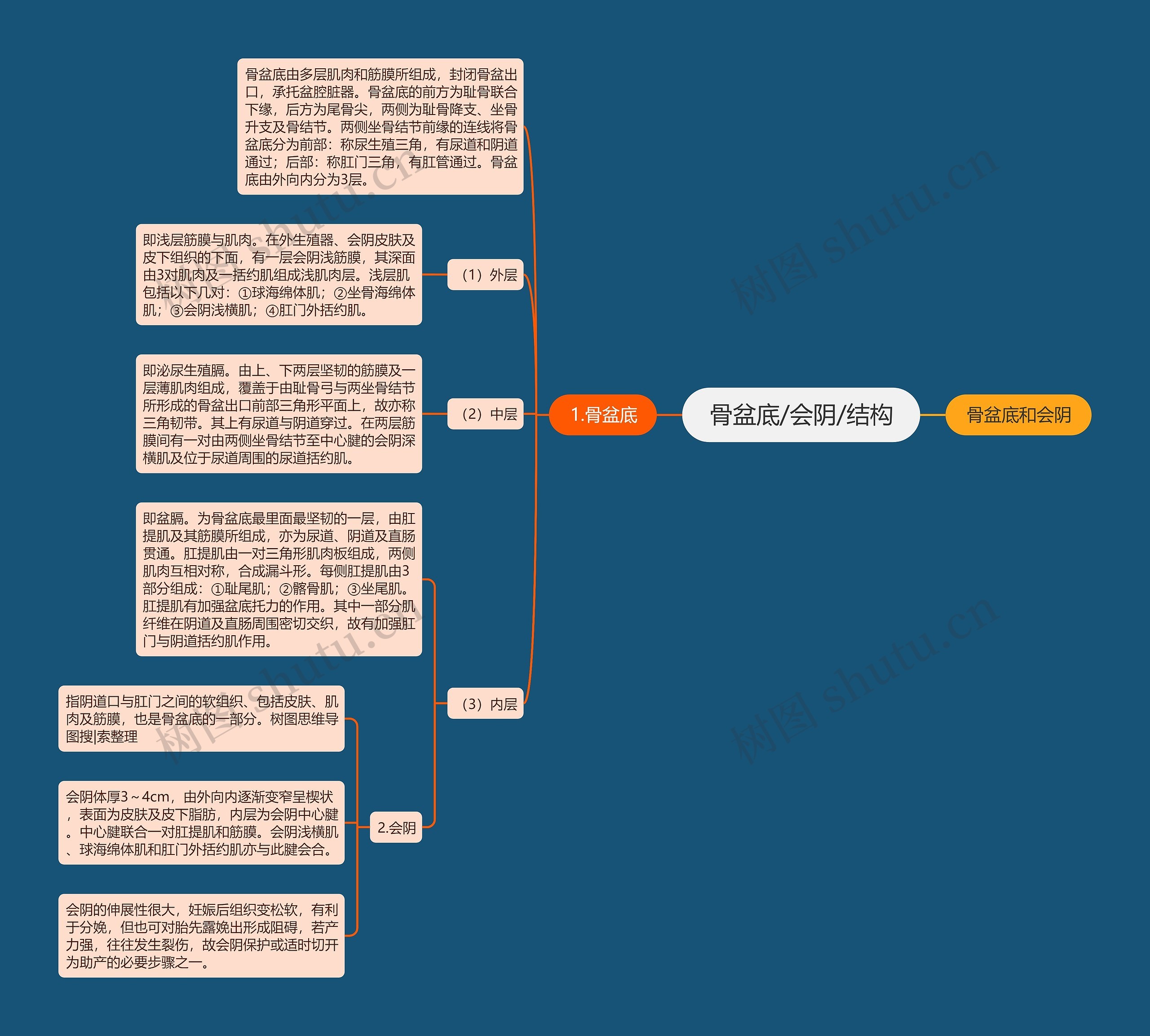 骨盆底/会阴/结构思维导图