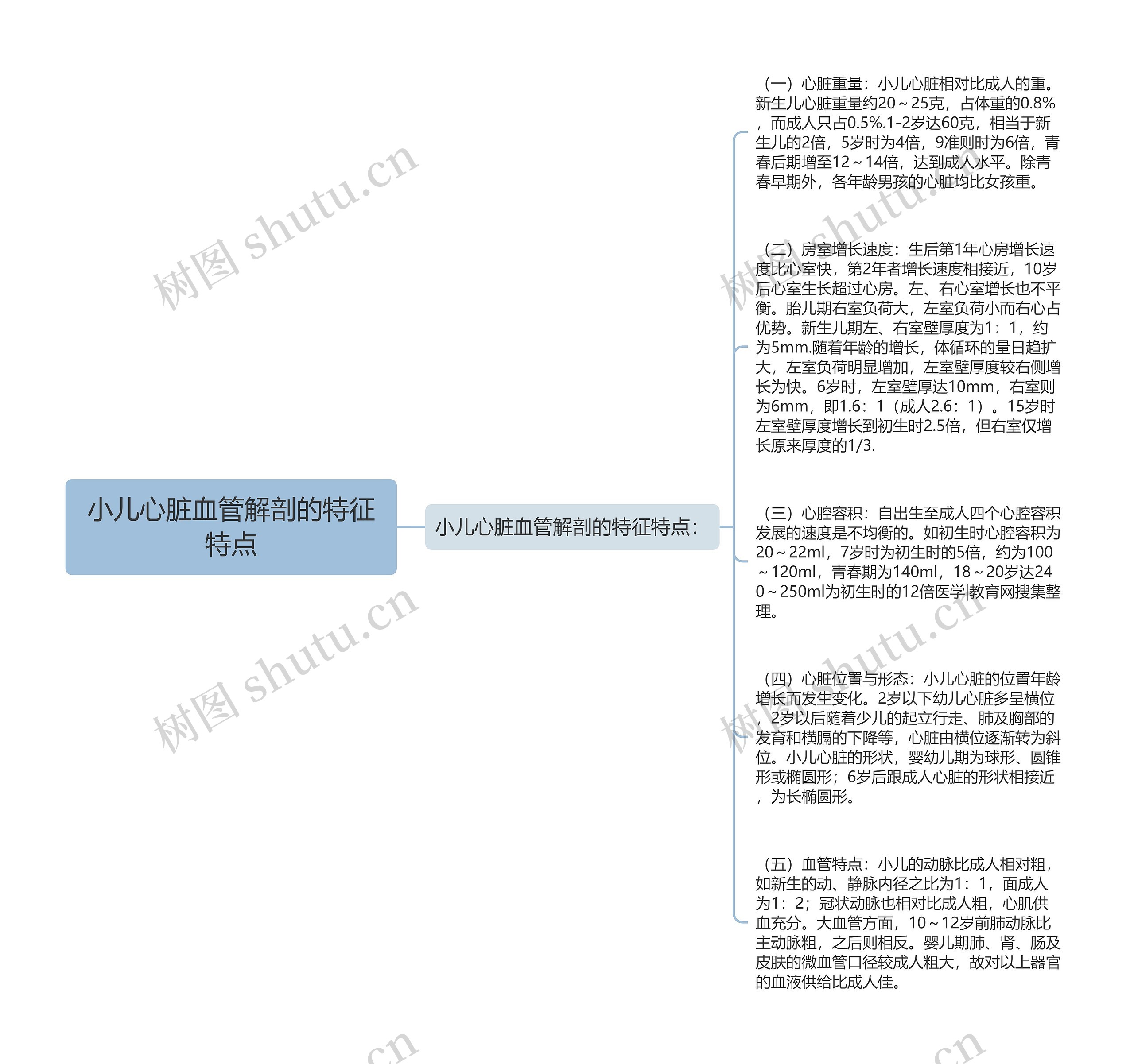 小儿心脏血管解剖的特征特点