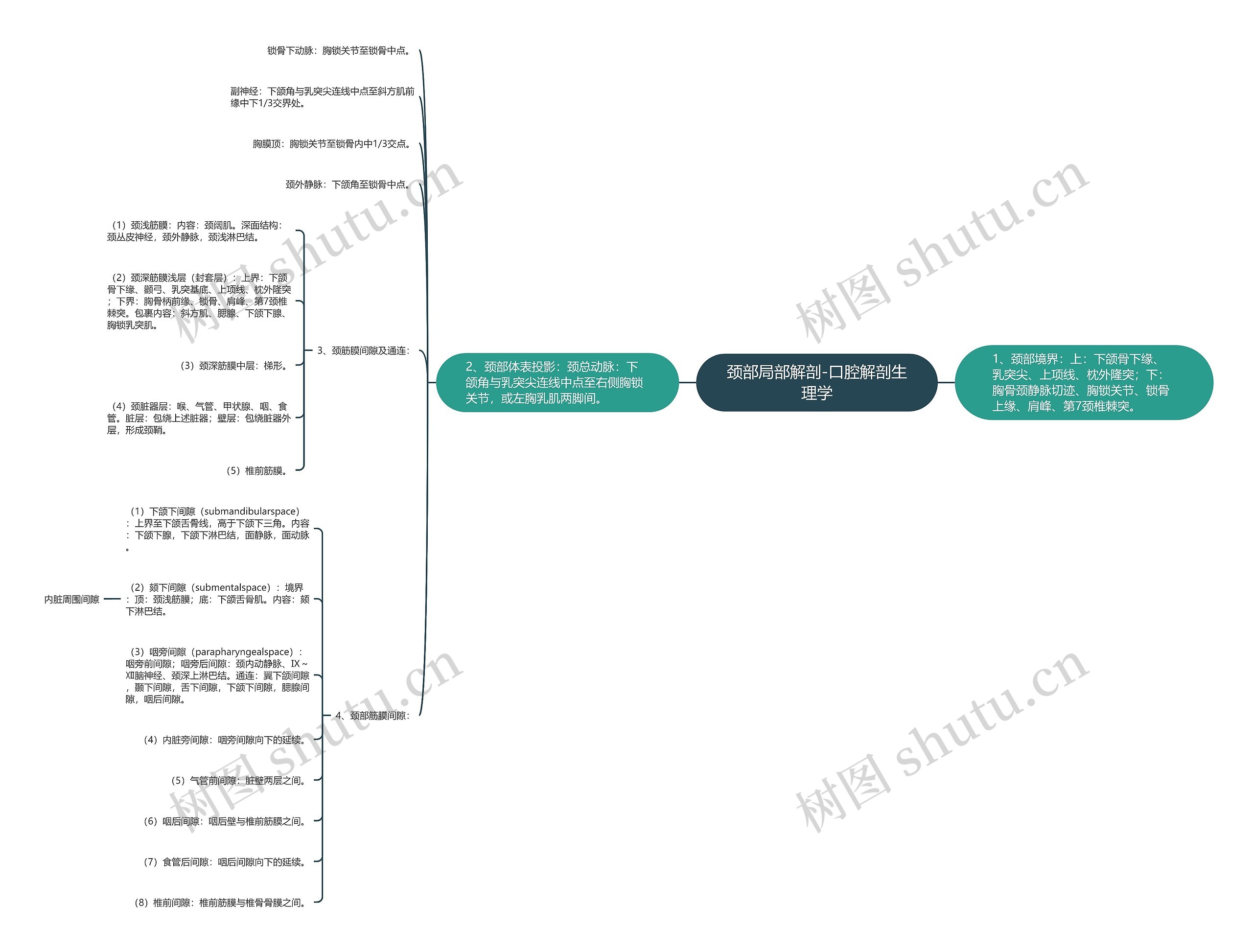 颈部局部解剖-口腔解剖生理学 颈部局部解剖-口腔解剖生理学