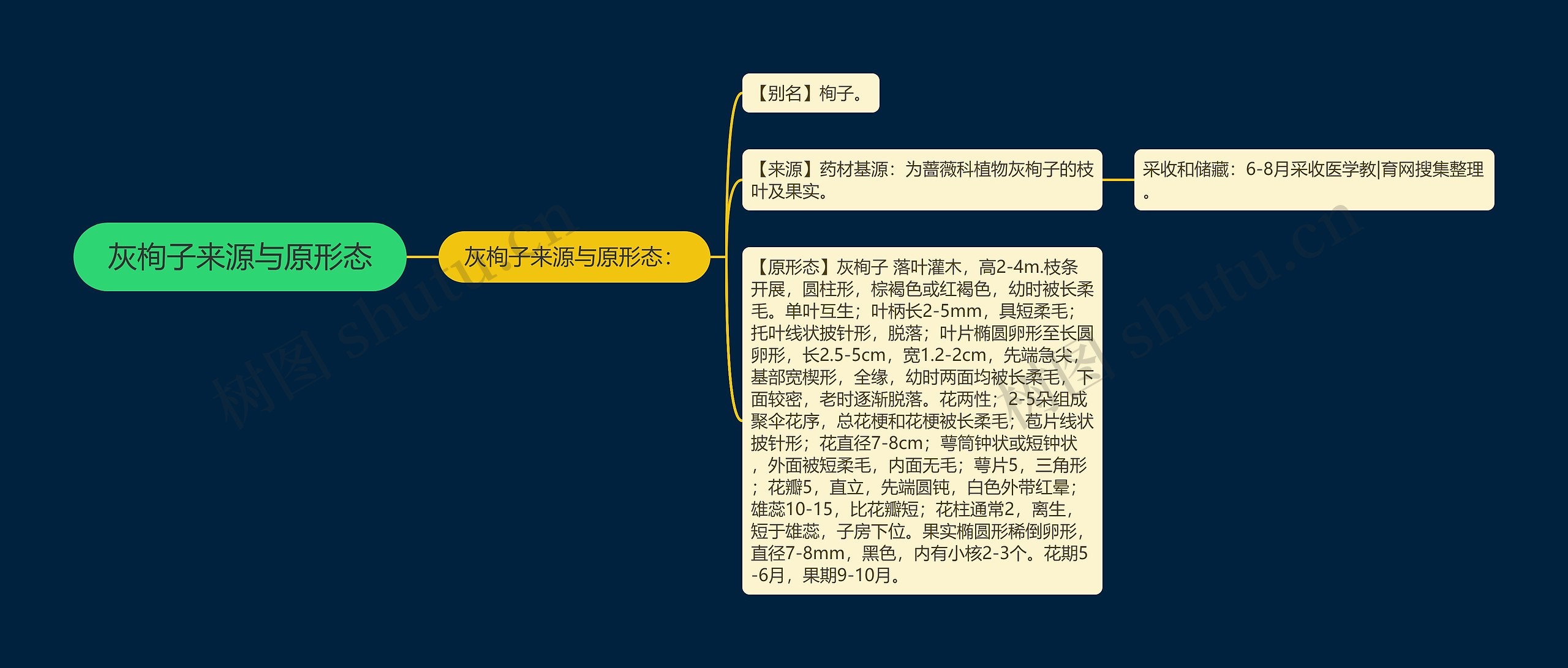 灰栒子来源与原形态