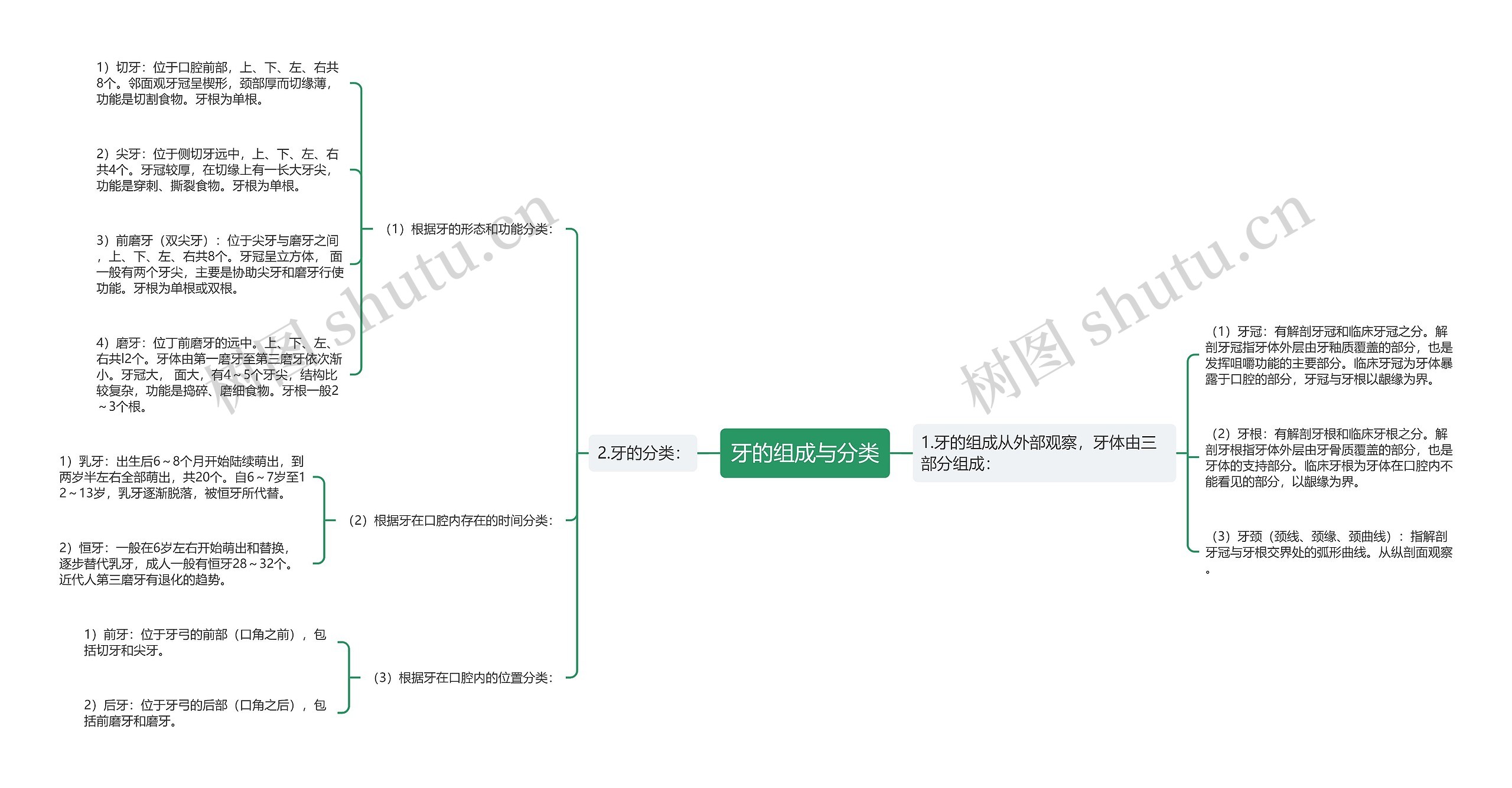 牙的组成与分类
