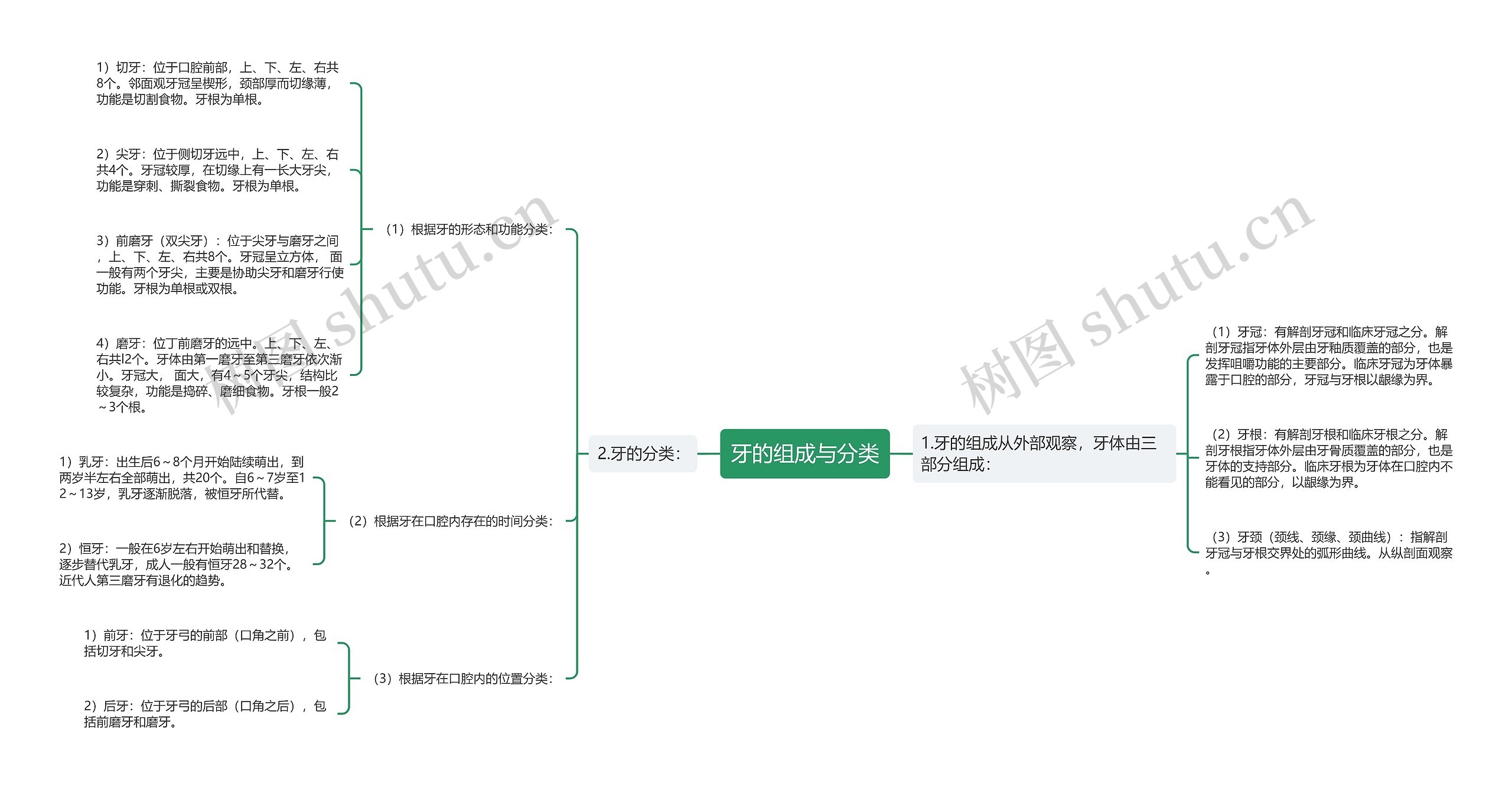 牙的组成与分类 牙的组成与分类