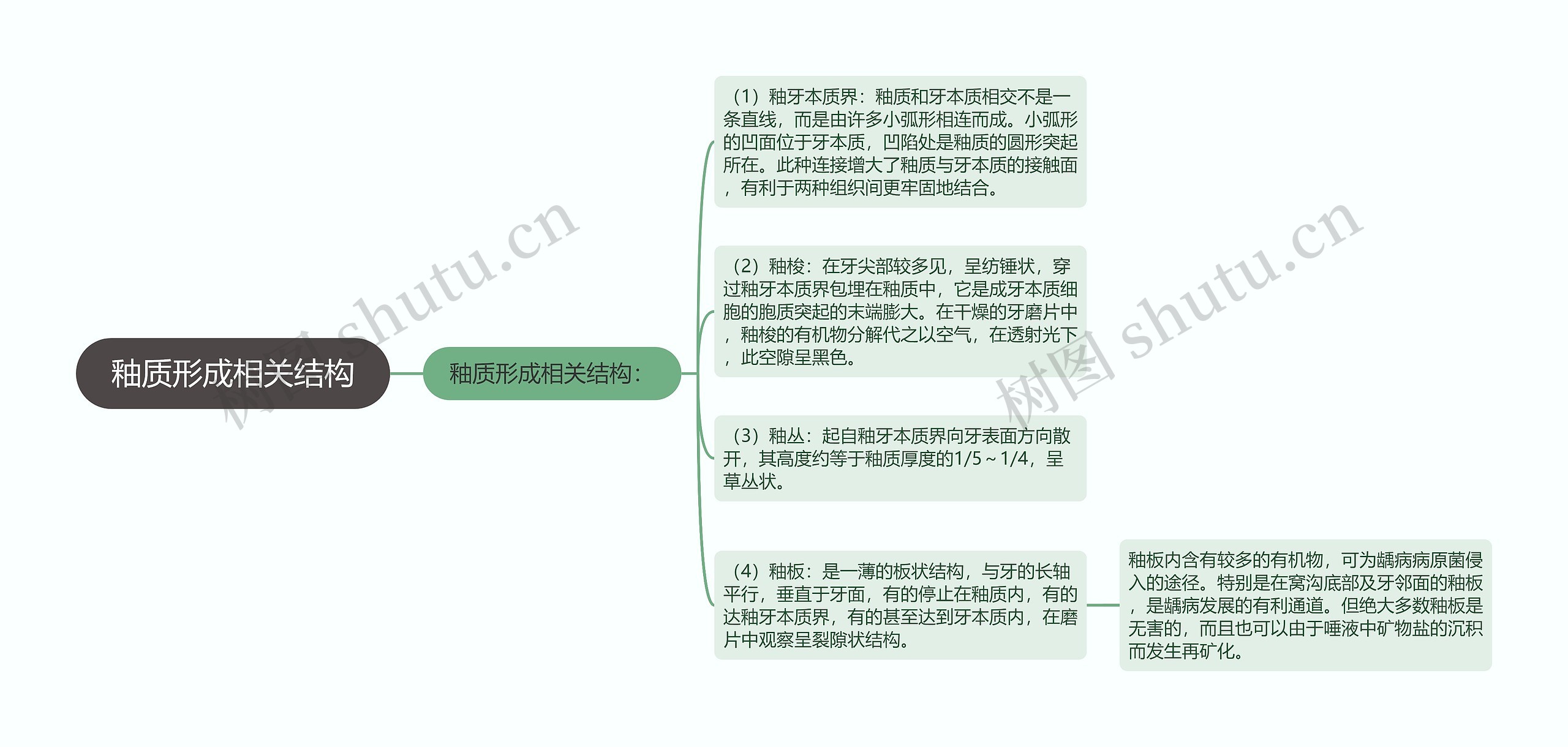 釉质形成相关结构