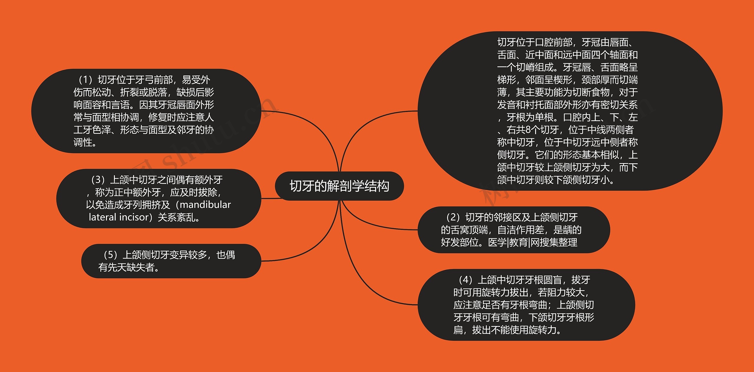 切牙的解剖学结构思维导图