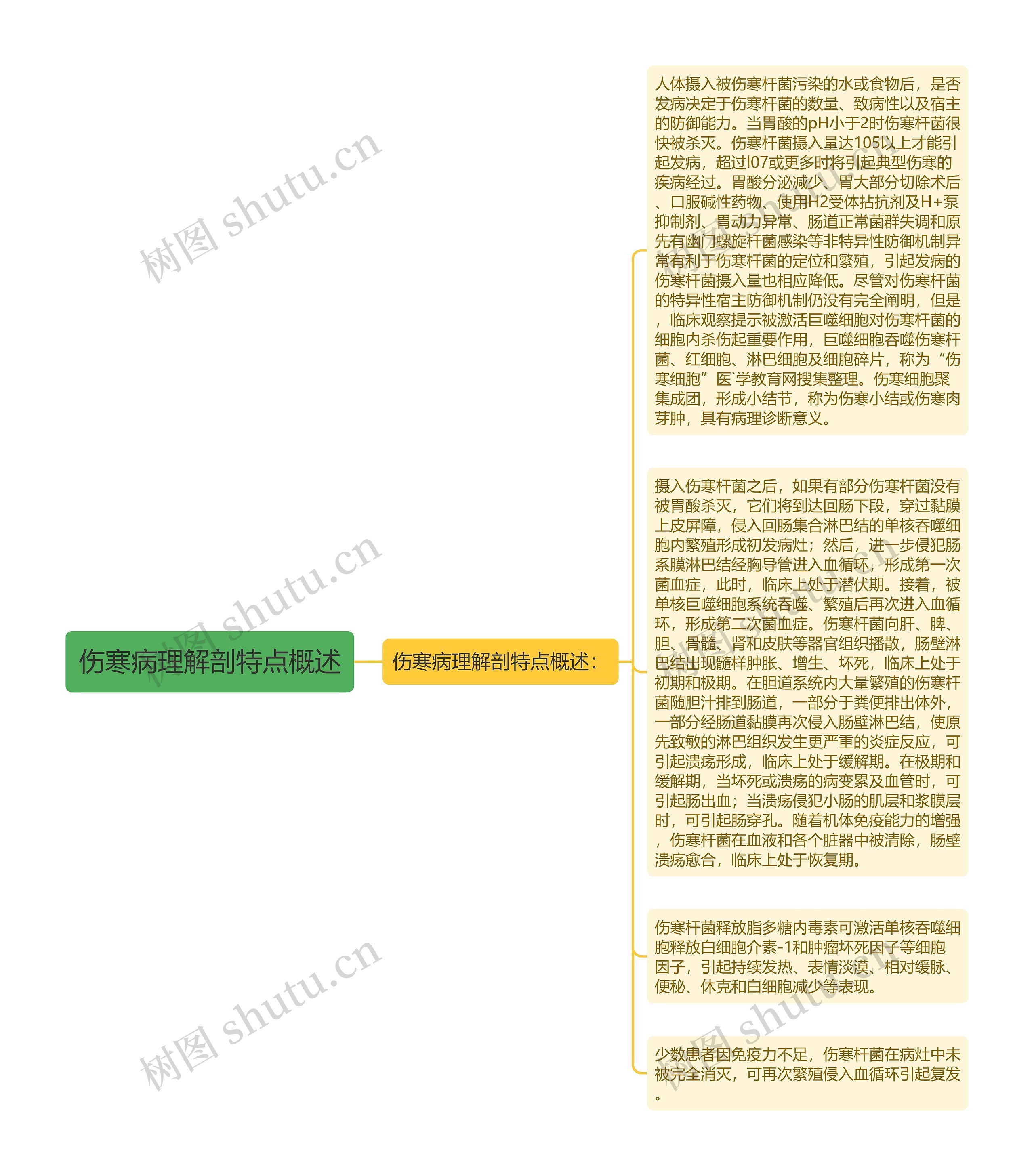 伤寒病理解剖特点概述思维导图