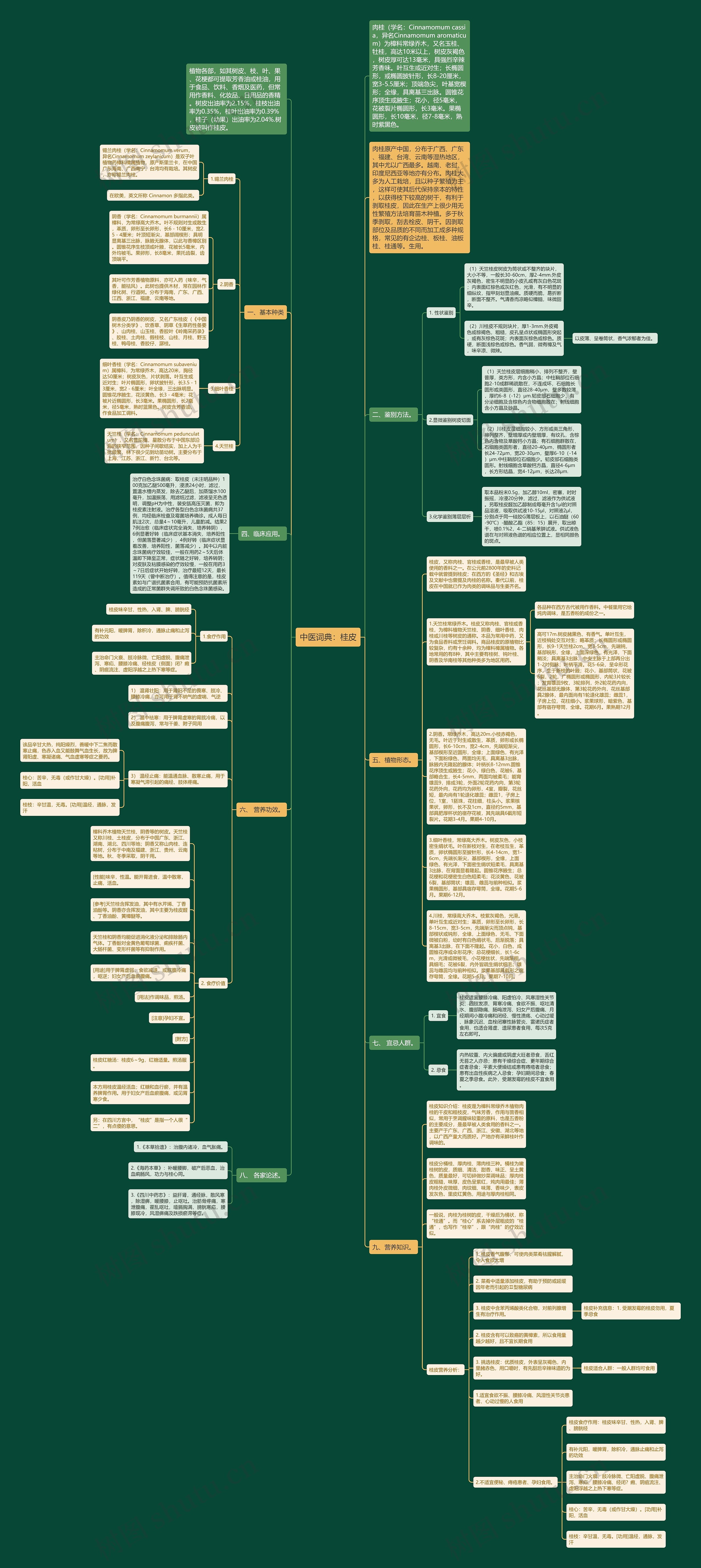 中医词典：桂皮思维导图