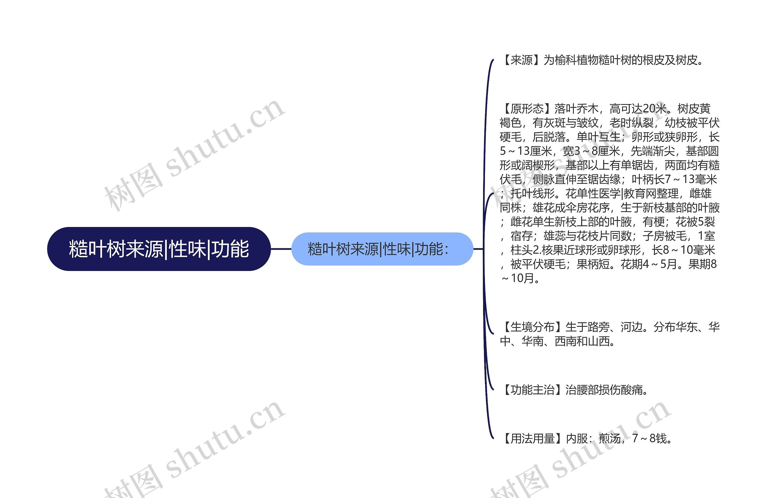 糙叶树来源|性味|功能思维导图