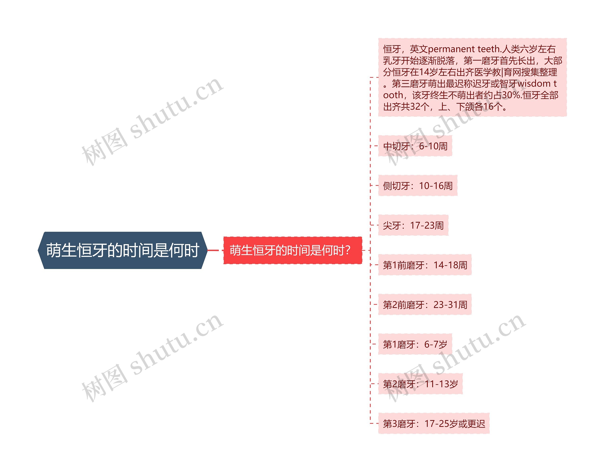 萌生恒牙的时间是何时思维导图