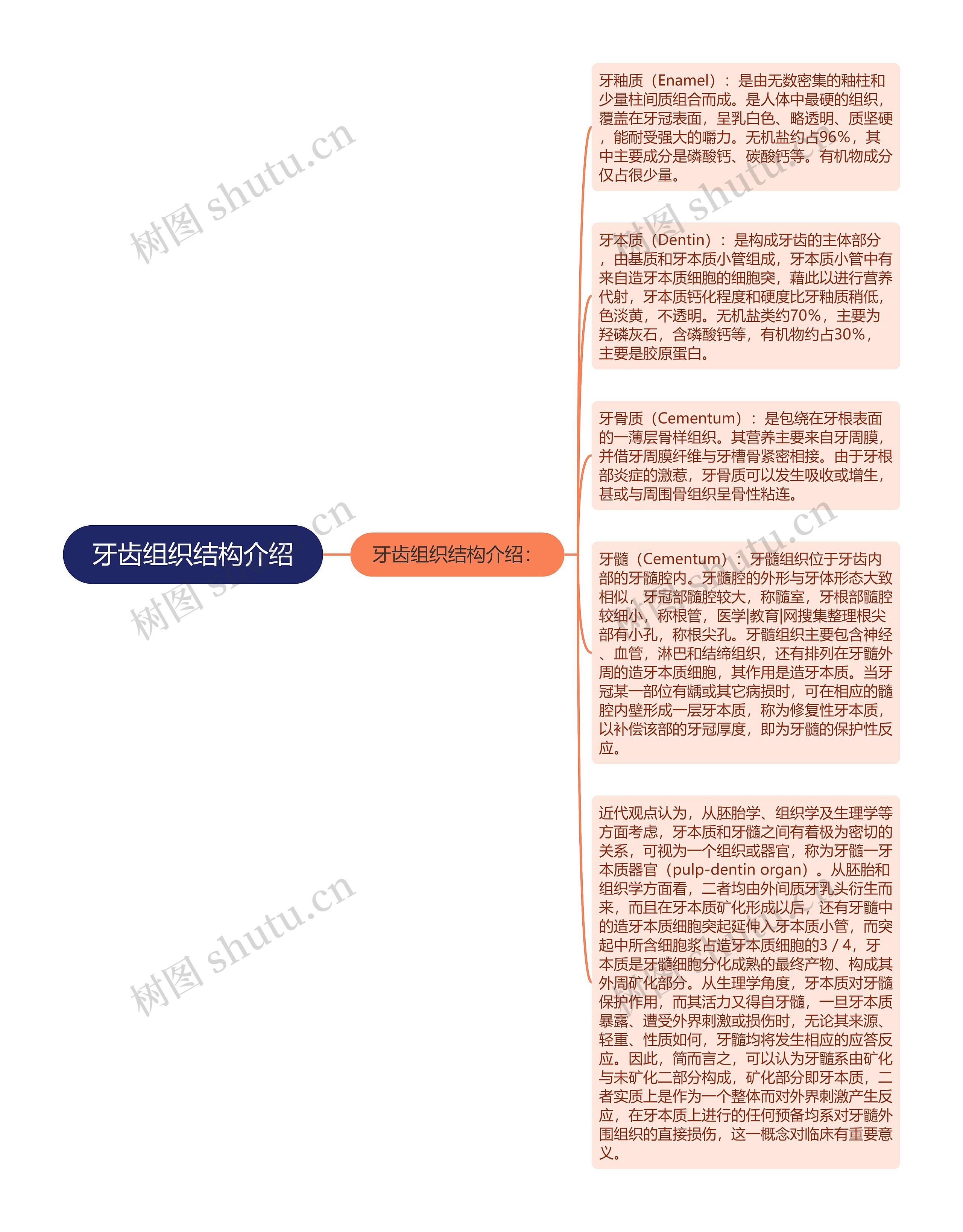 牙齿组织结构介绍思维导图