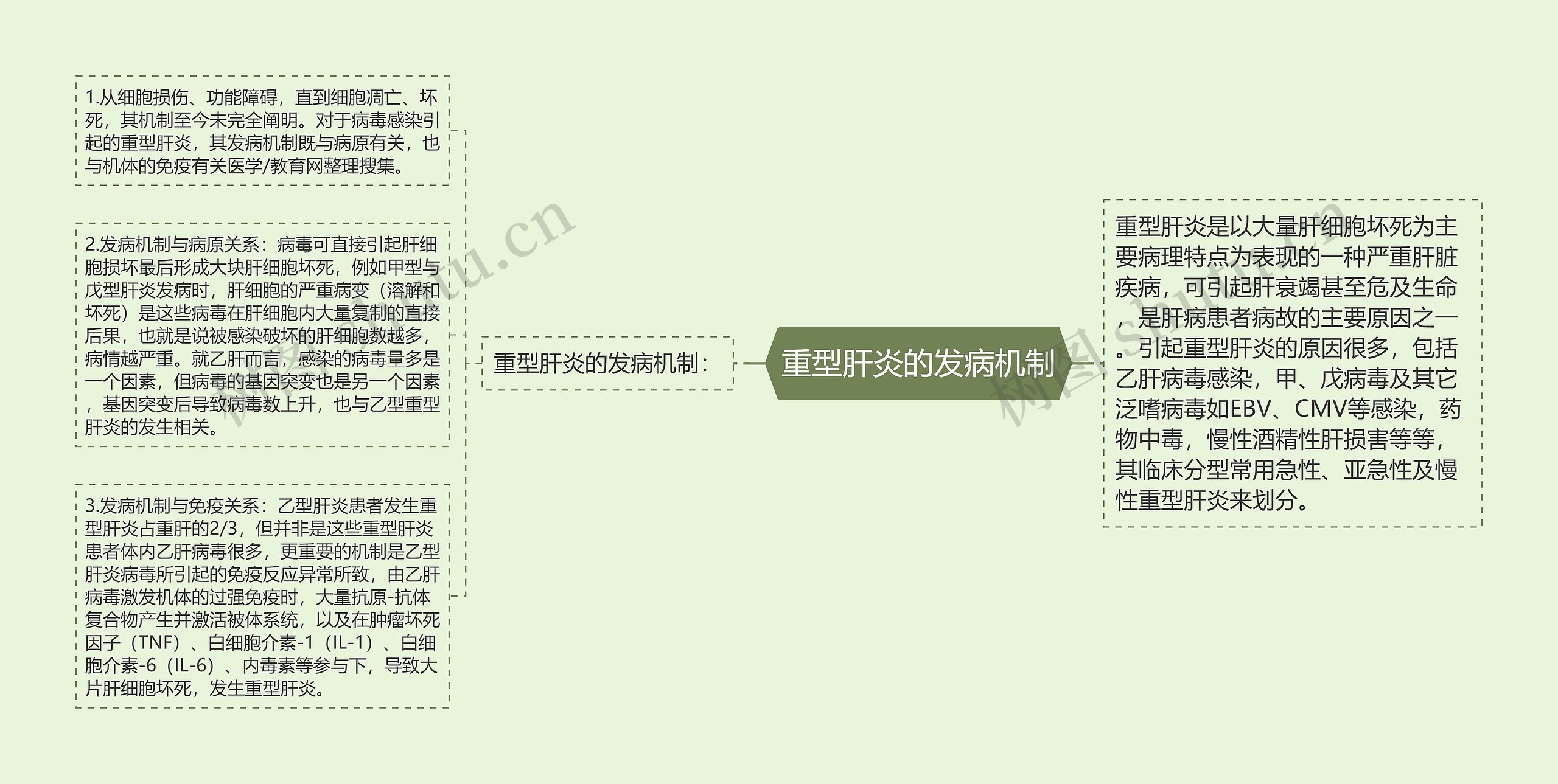 重型肝炎的发病机制 重型肝炎的发病机制