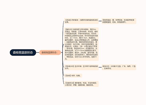 曲枝假蓝原形态