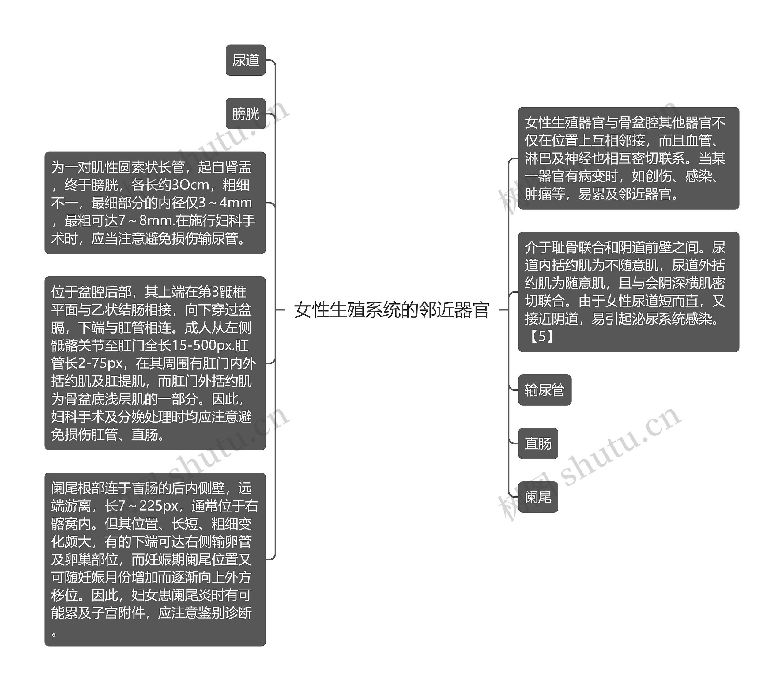 女性生殖系统的邻近器官 女性生殖系统的邻近器官