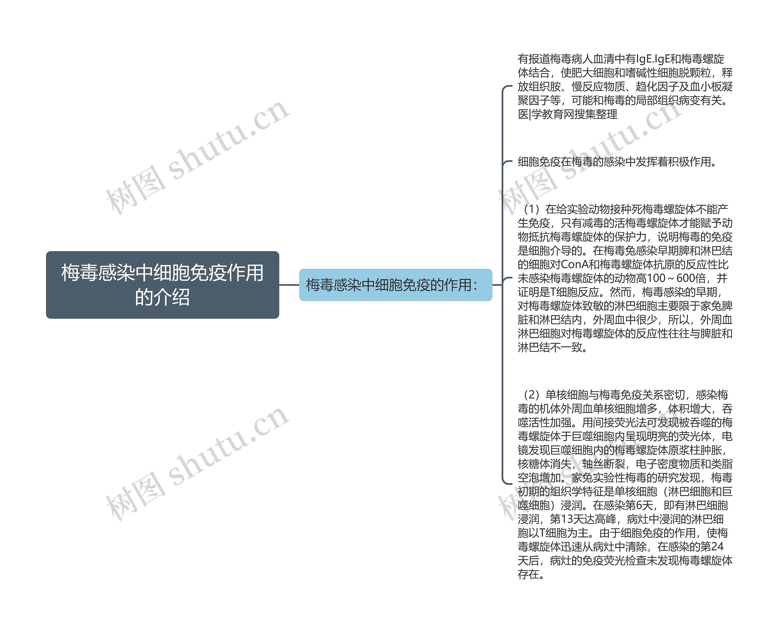 梅毒感染中细胞免疫作用的介绍