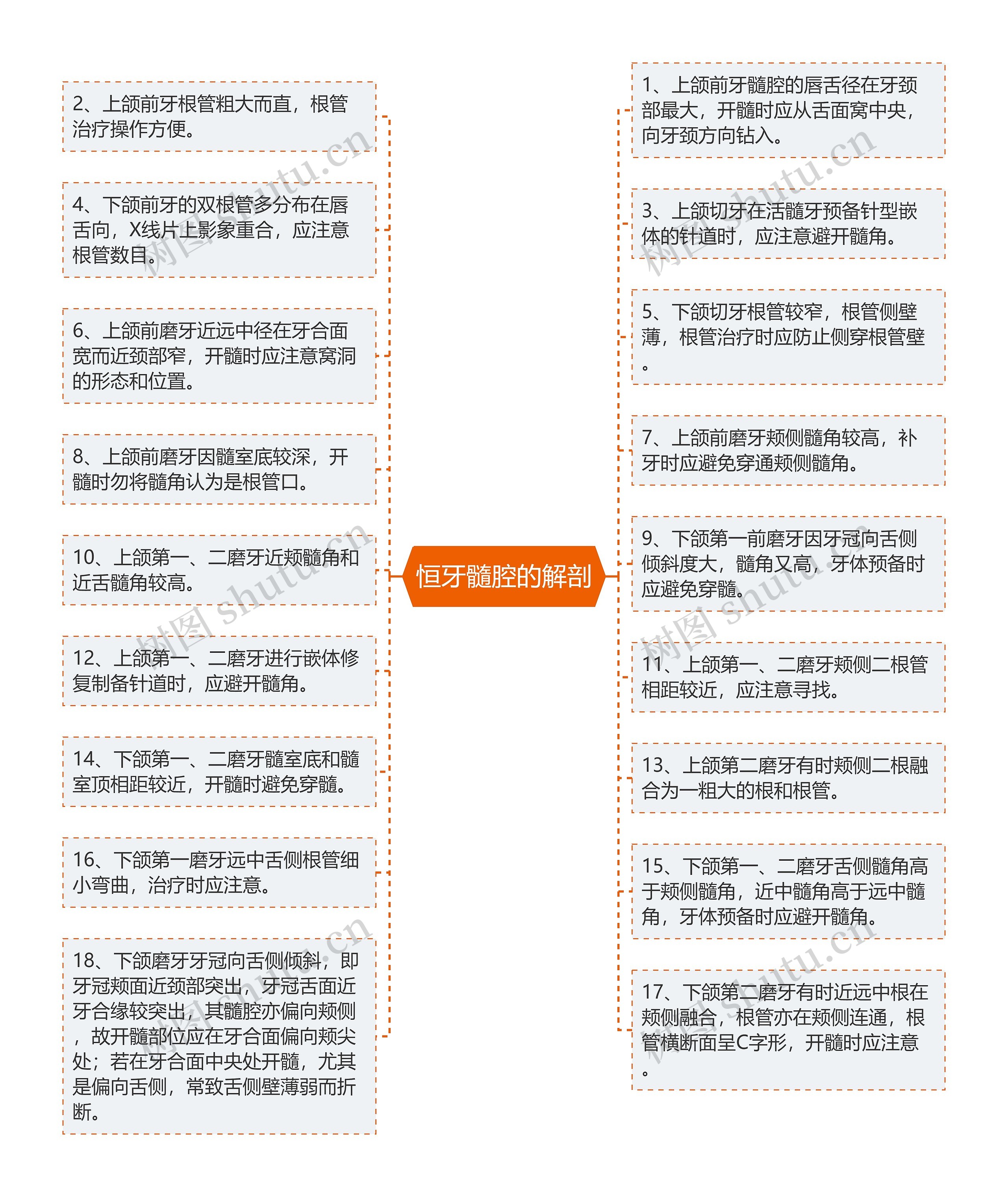 恒牙髓腔的解剖