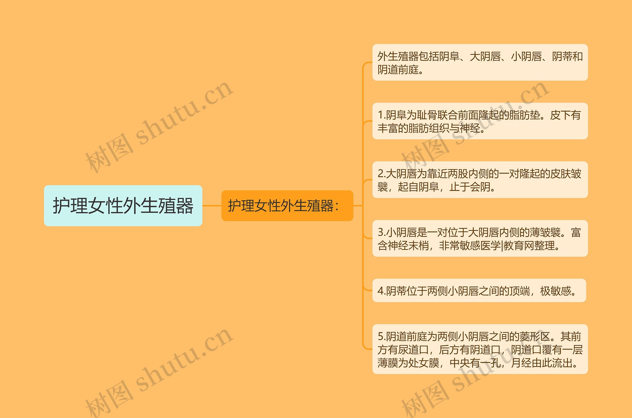 护理女性外生殖器 护理女性外生殖器