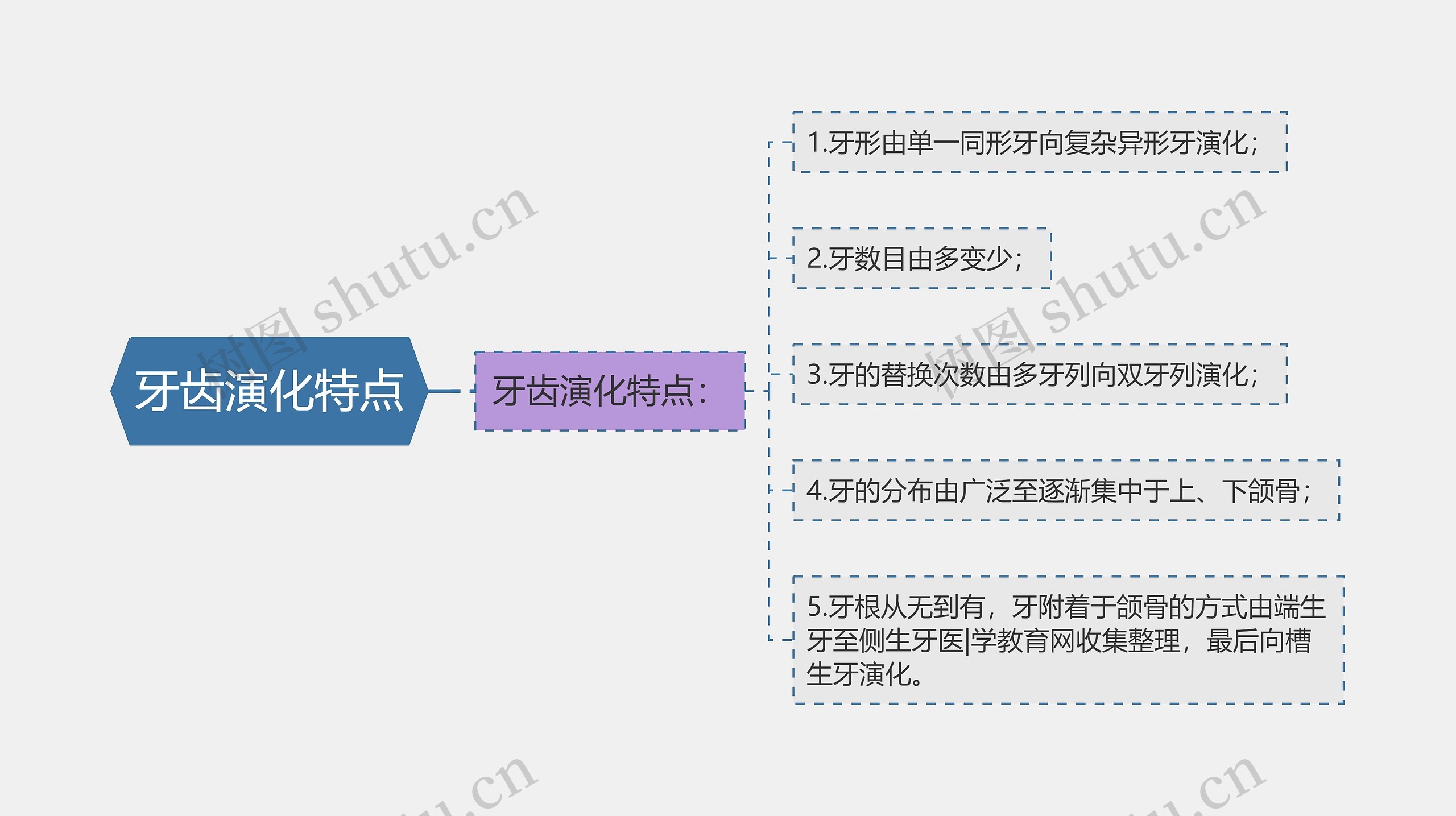 牙齿演化特点