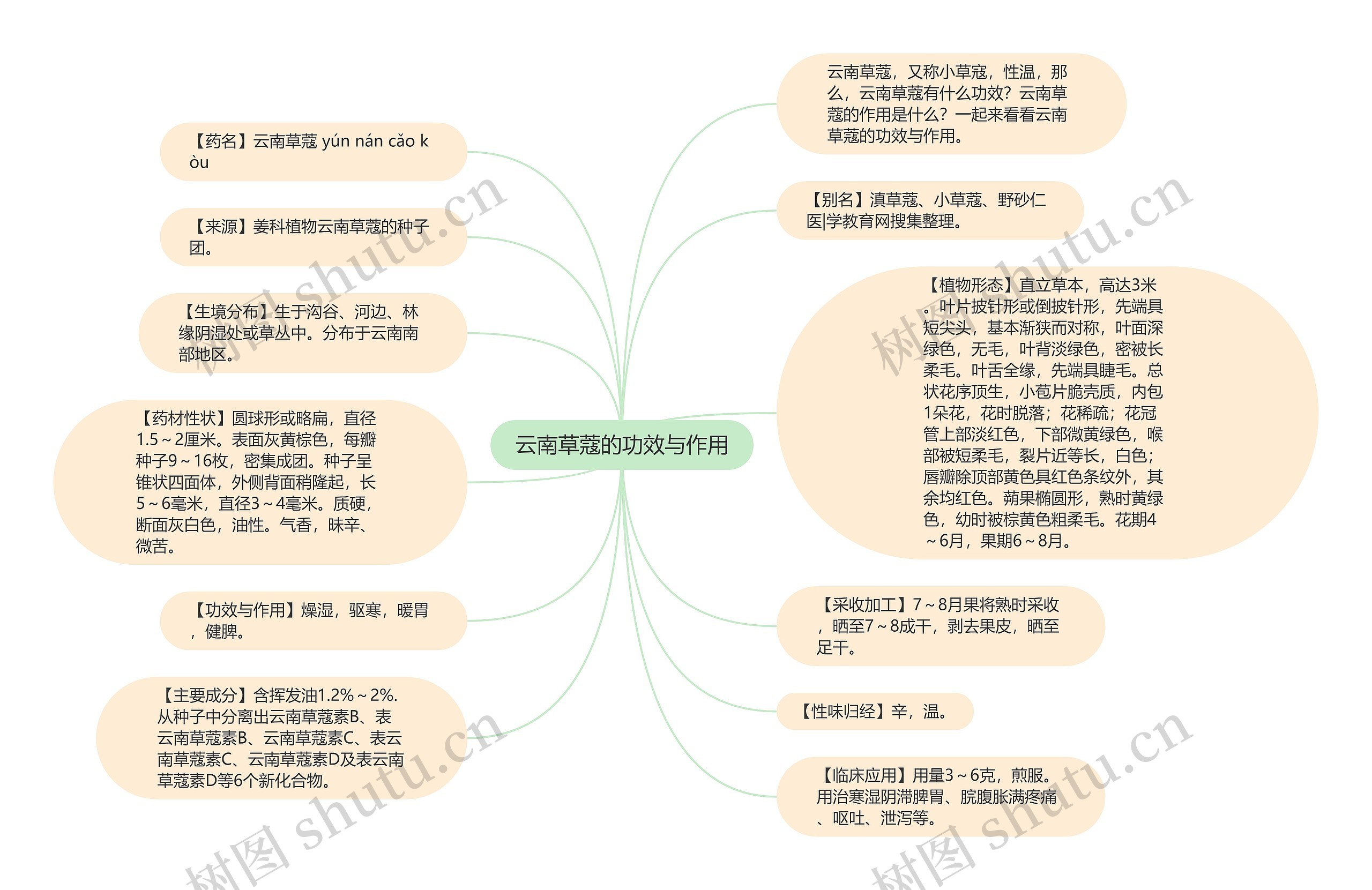 云南草蔻的功效与作用思维导图