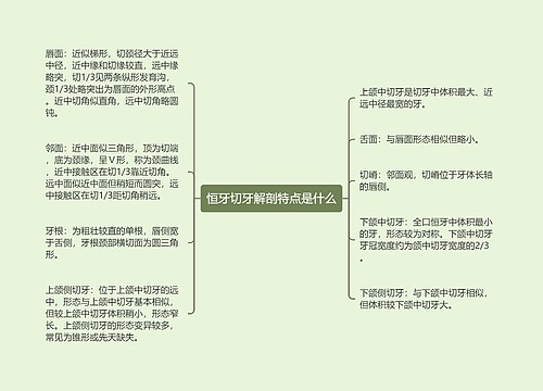恒牙切牙解剖特点是什么
