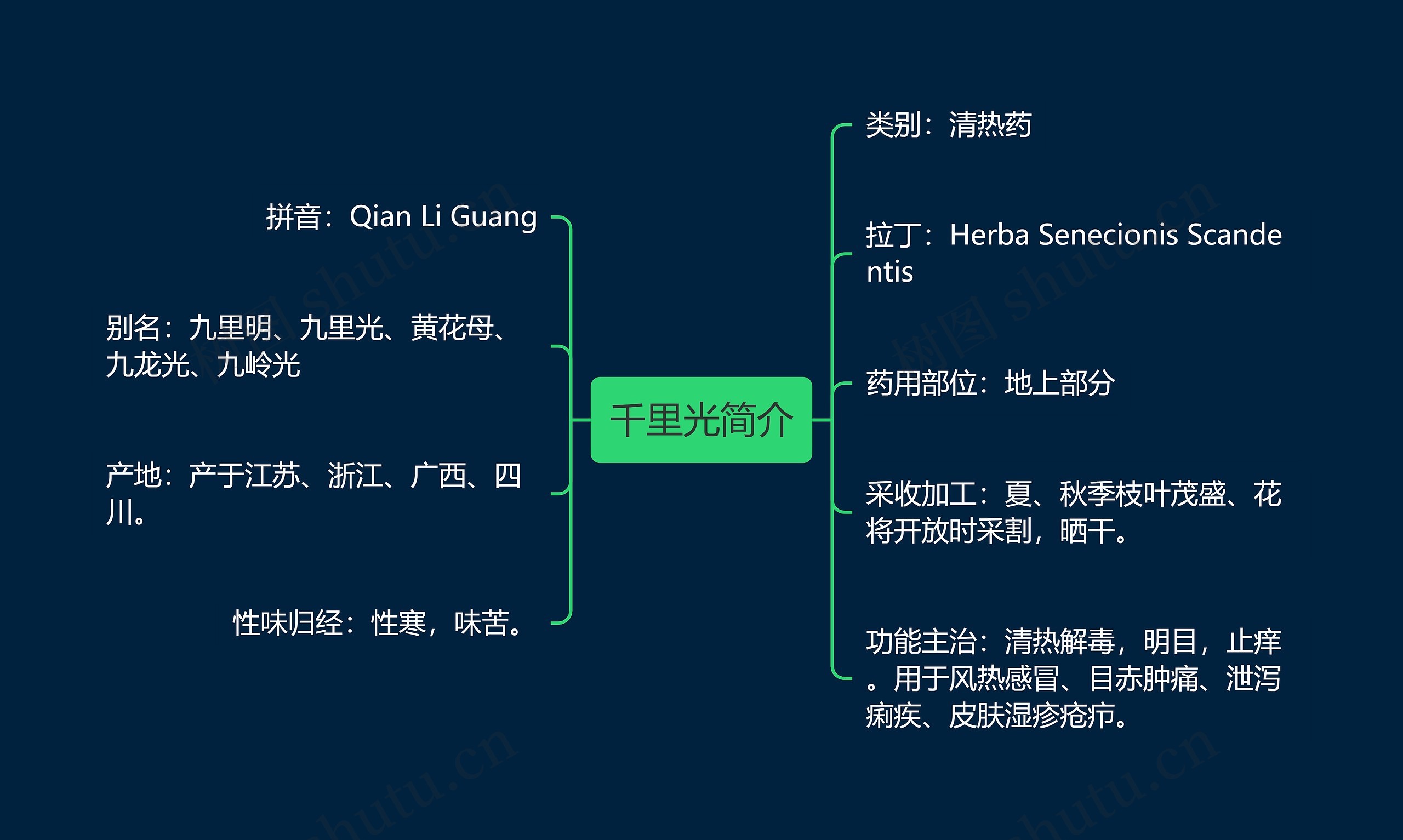 千里光简介思维导图