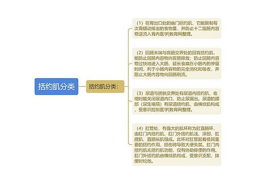 括约肌分类