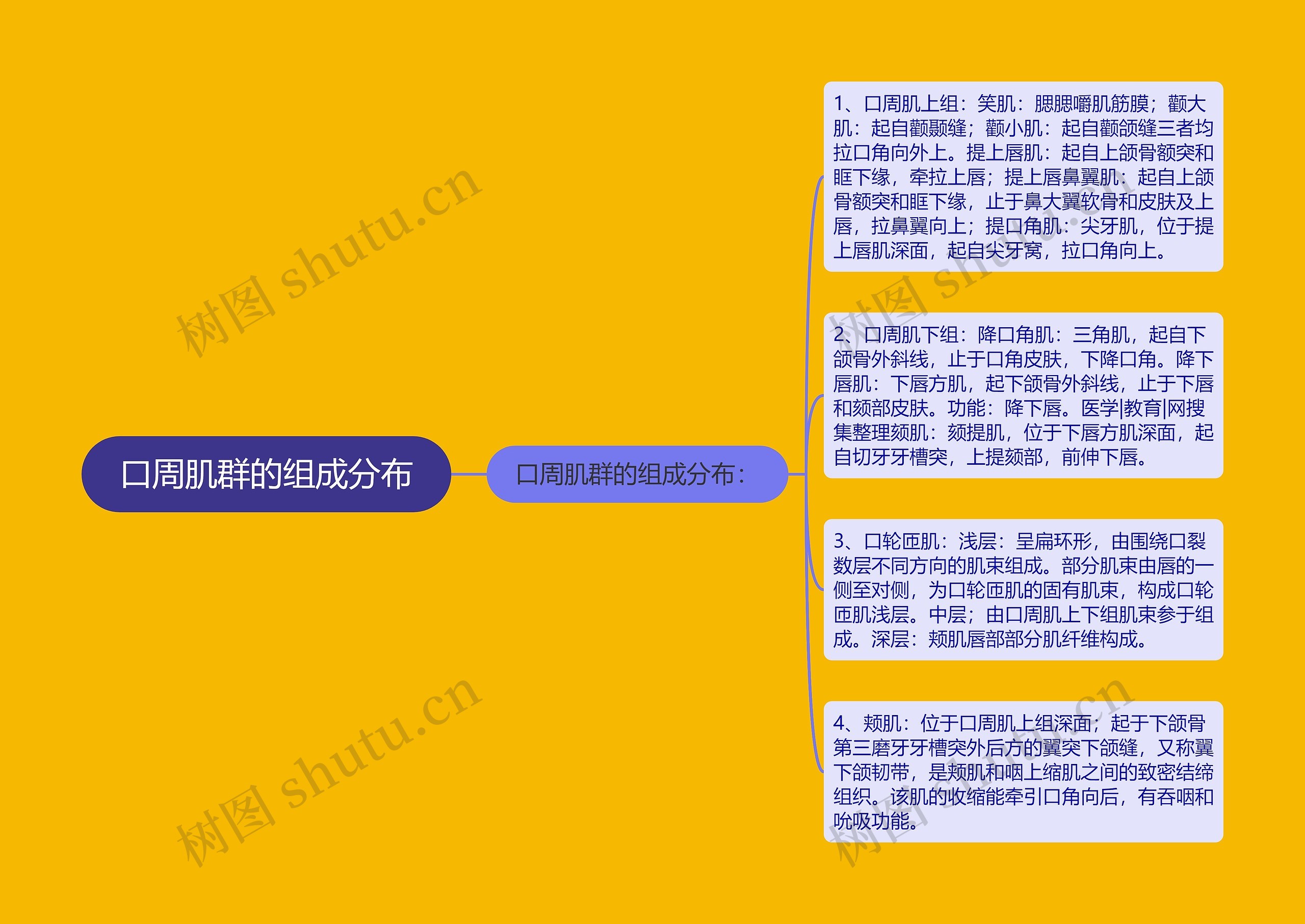 口周肌群的组成分布 口周肌群的组成分布