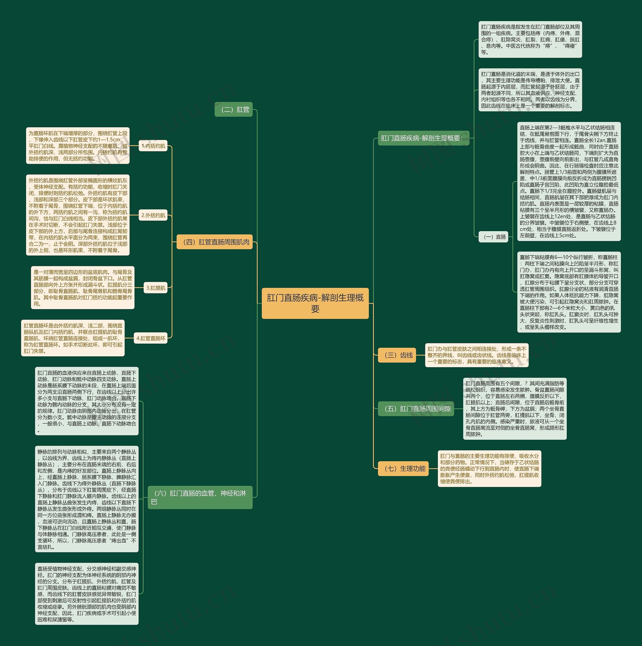 肛门直肠疾病-解剖生理概要思维导图
