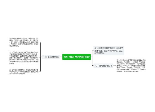 恒牙合期-合的发育阶段