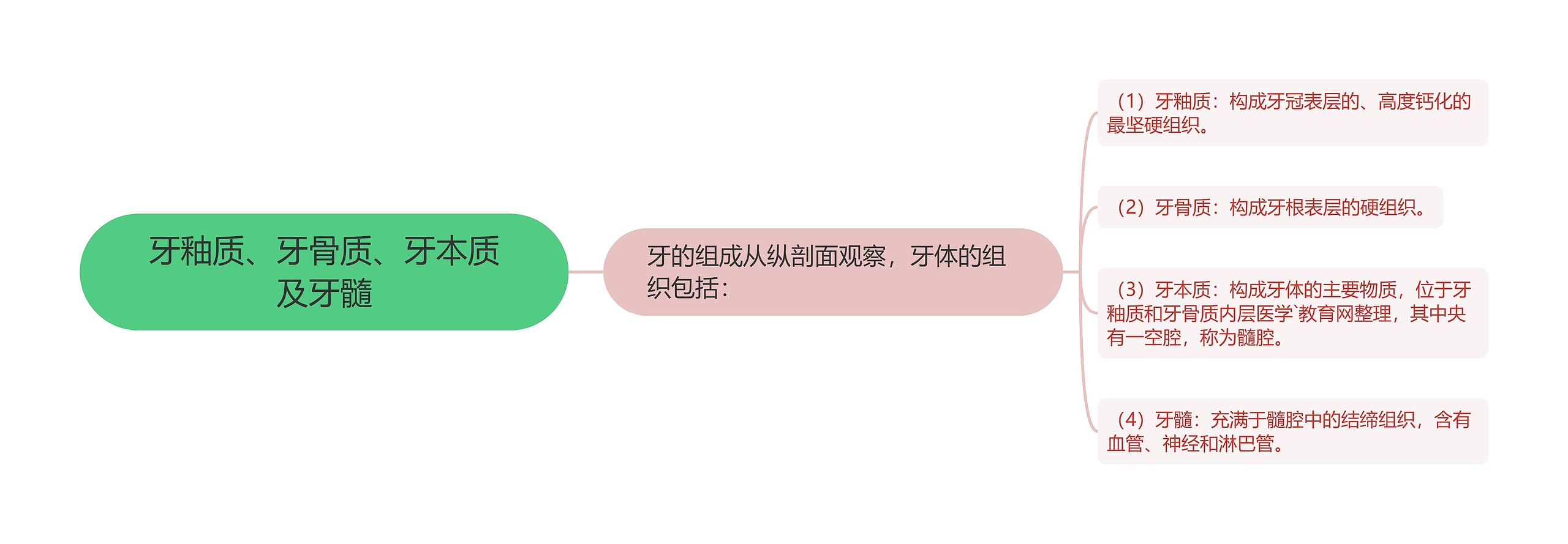 牙釉质、牙骨质、牙本质及牙髓