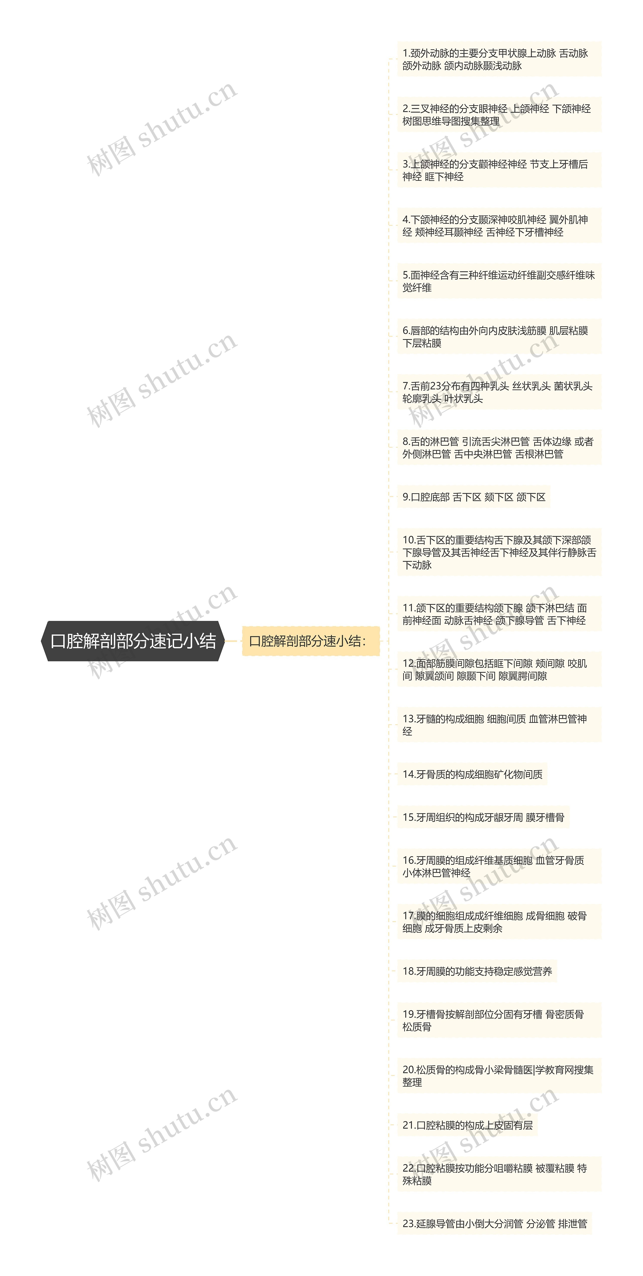 口腔解剖部分速记小结思维导图