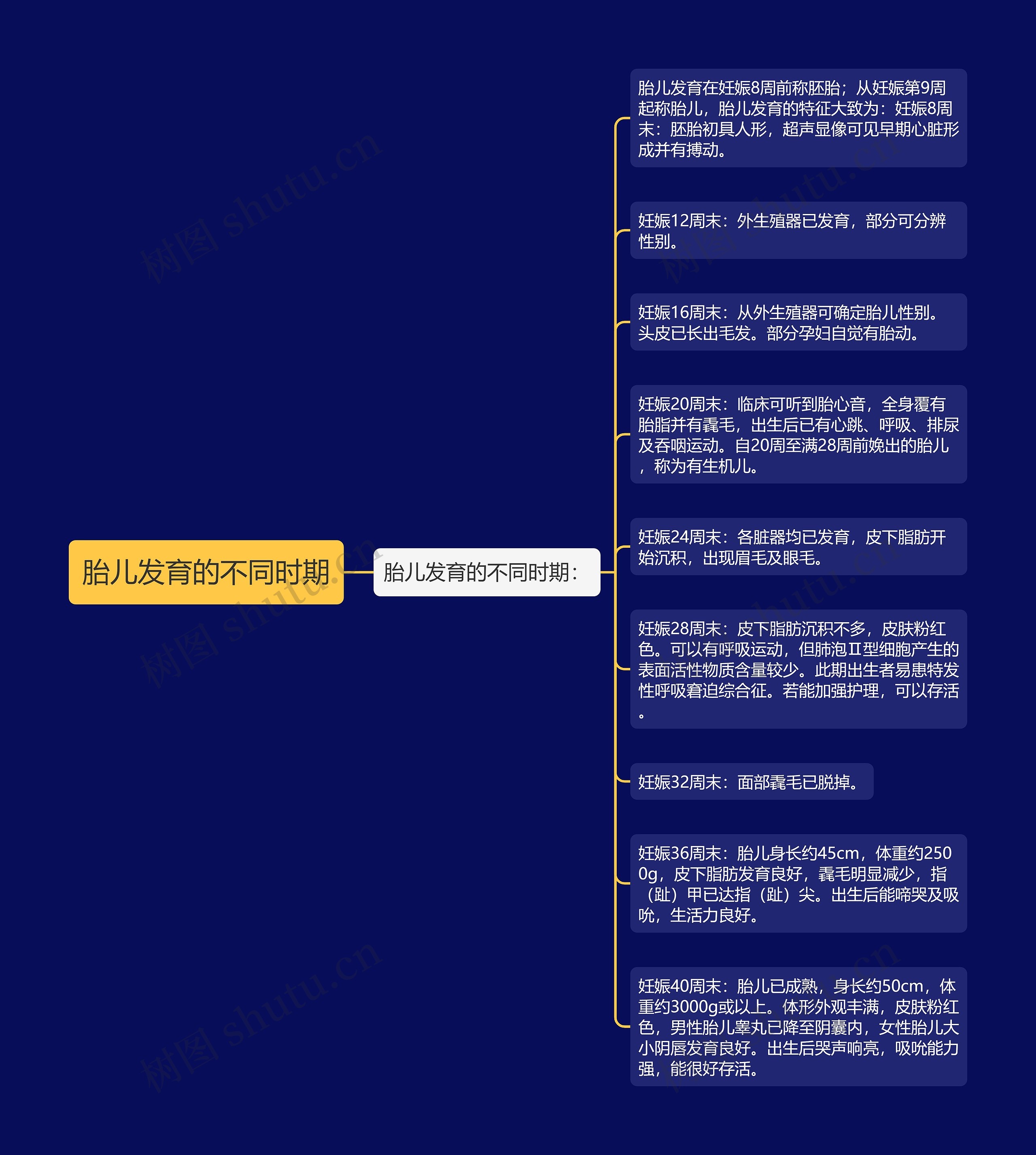 胎儿发育的不同时期