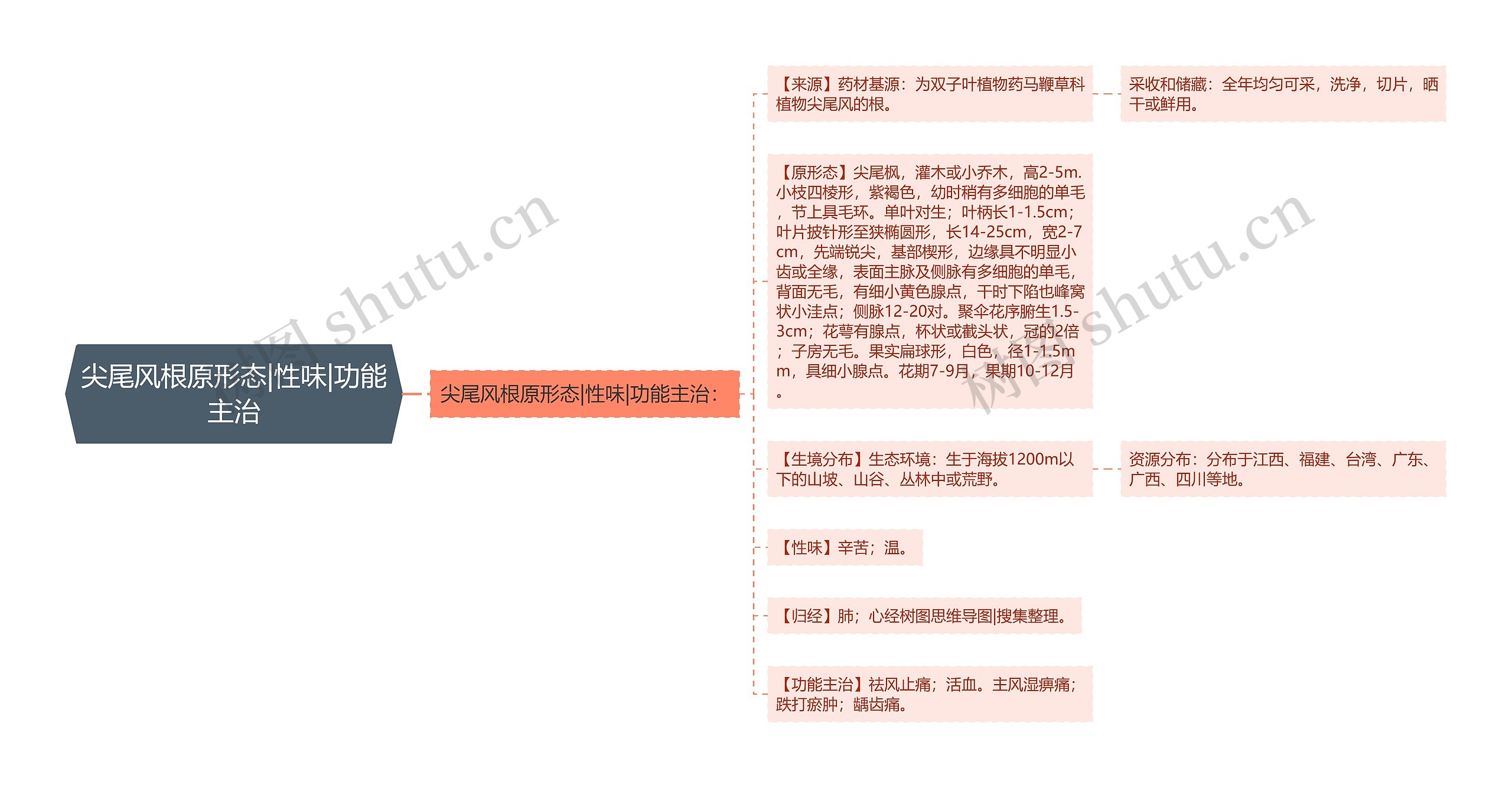 尖尾风根原形态|性味|功能主治思维导图