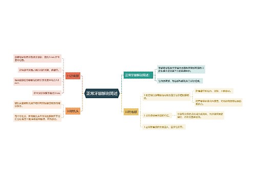 正常牙龈解剖简述