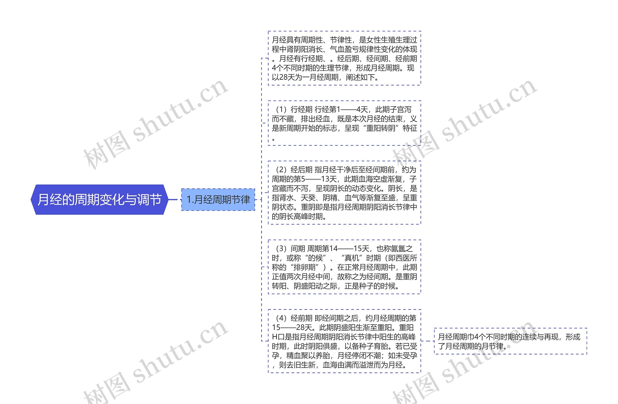 月经的周期变化与调节思维导图