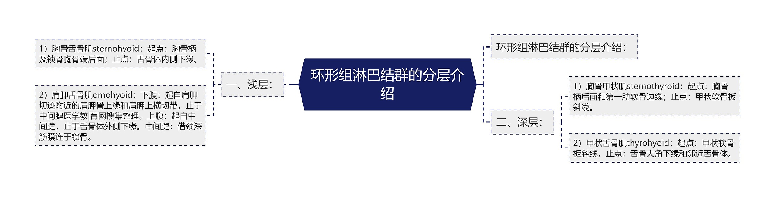 环形组淋巴结群的分层介绍 环形组淋巴结群的分层介绍