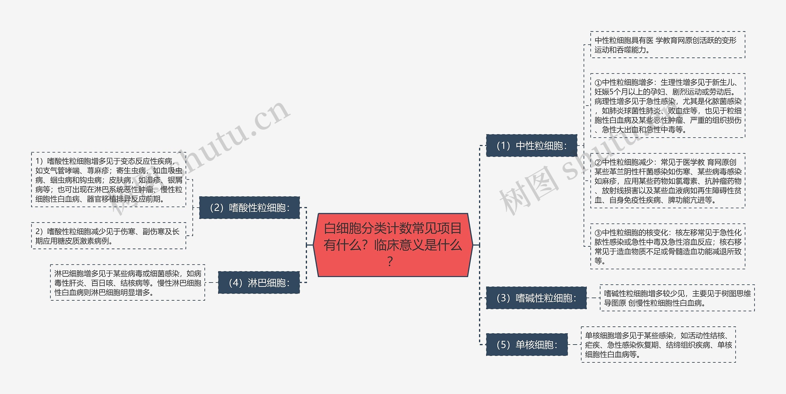 白细胞分类计数常见项目有什么？临床意义是什么？