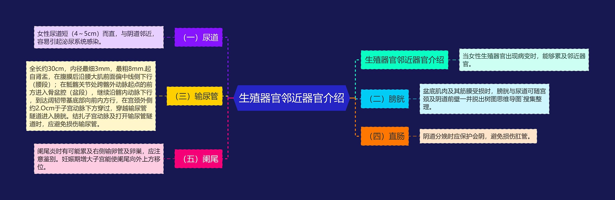 生殖器官邻近器官介绍思维导图