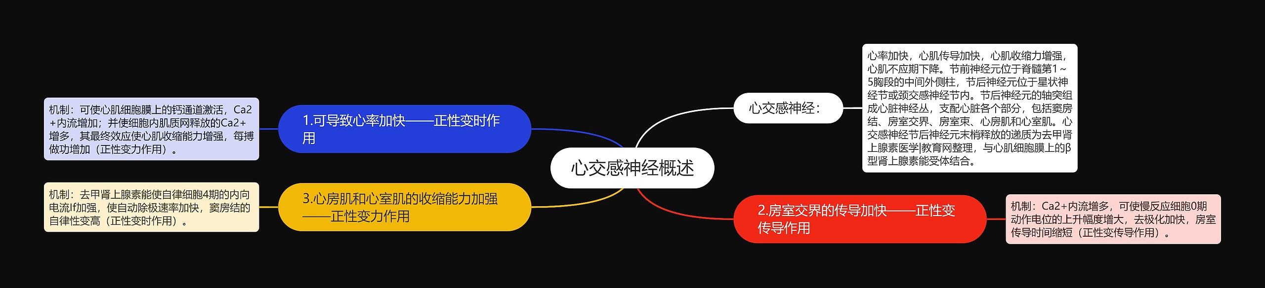 心交感神经概述思维导图