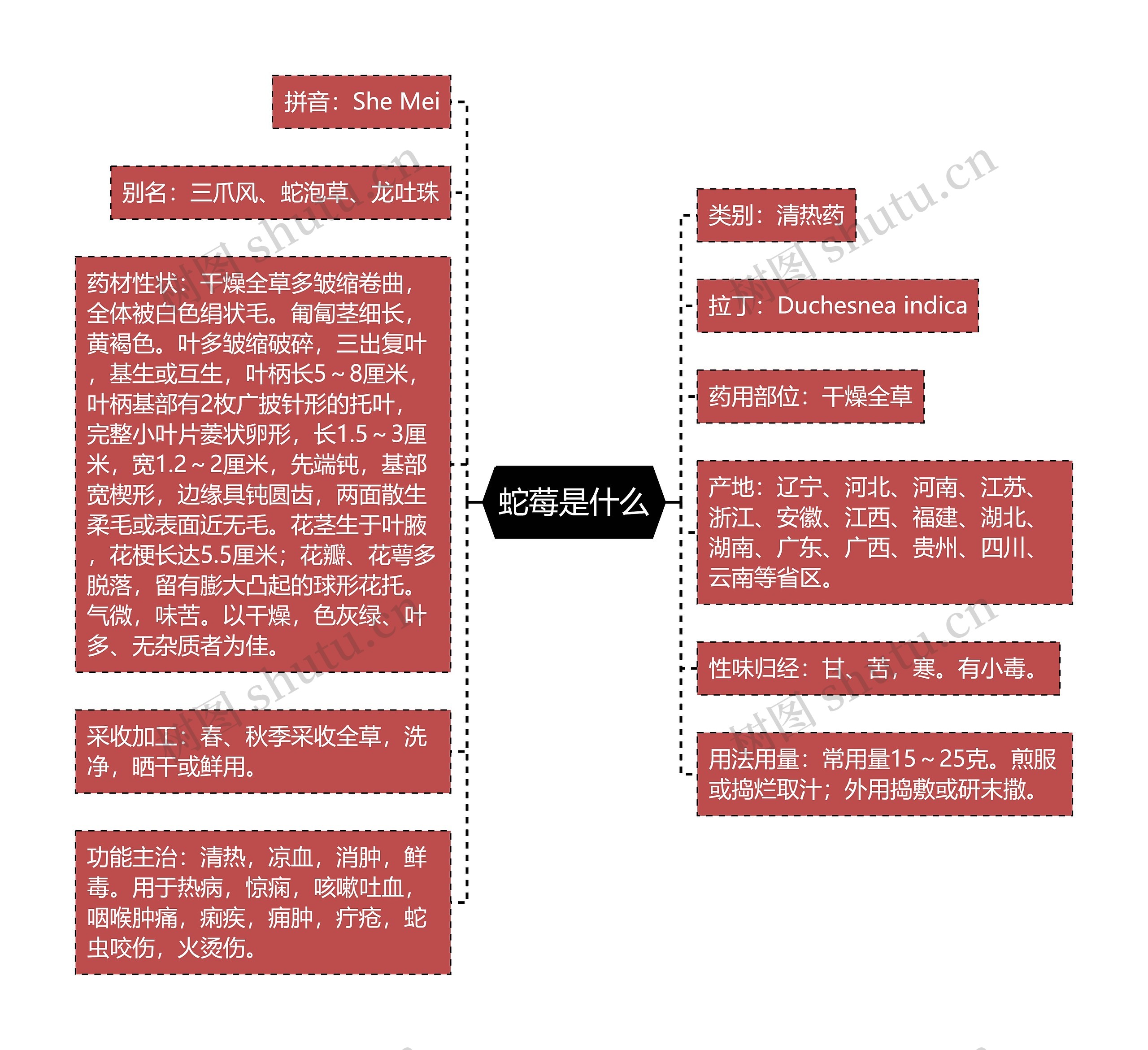 蛇莓是什么思维导图