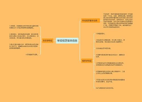 年轻恒牙基本信息