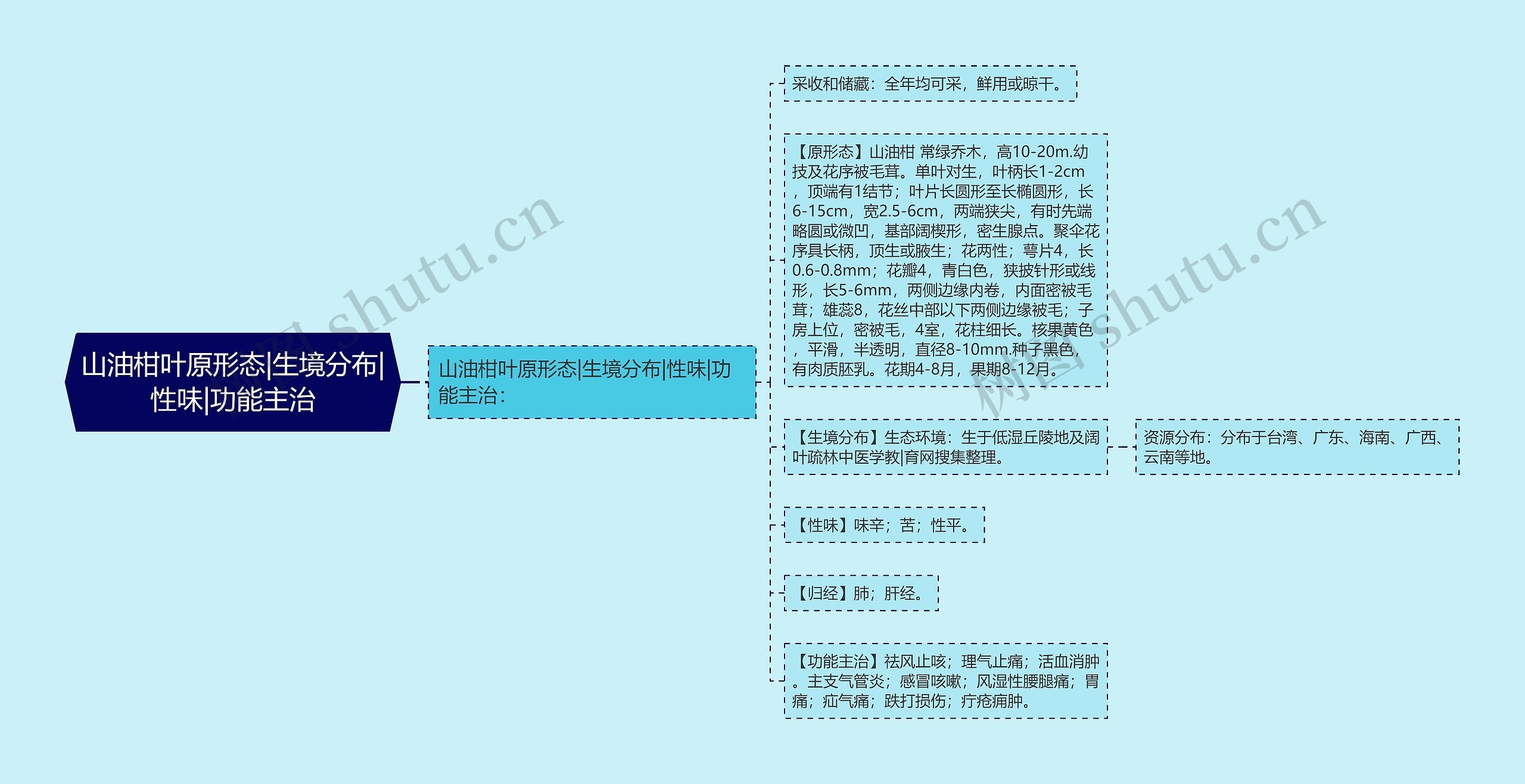 山油柑叶原形态|生境分布|性味|功能主治