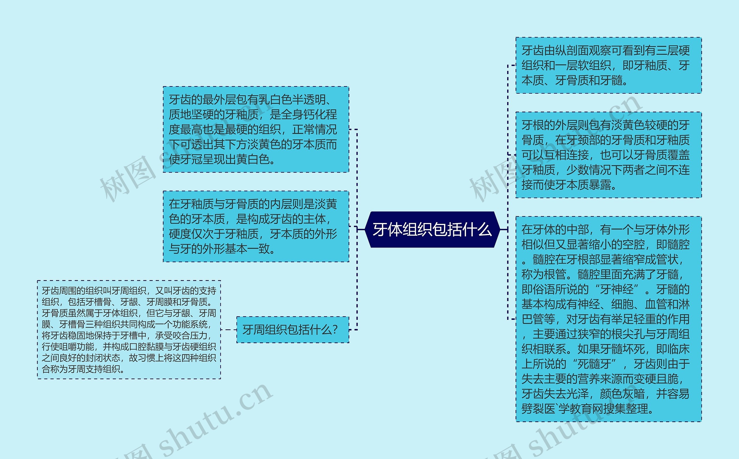 牙体组织包括什么思维导图