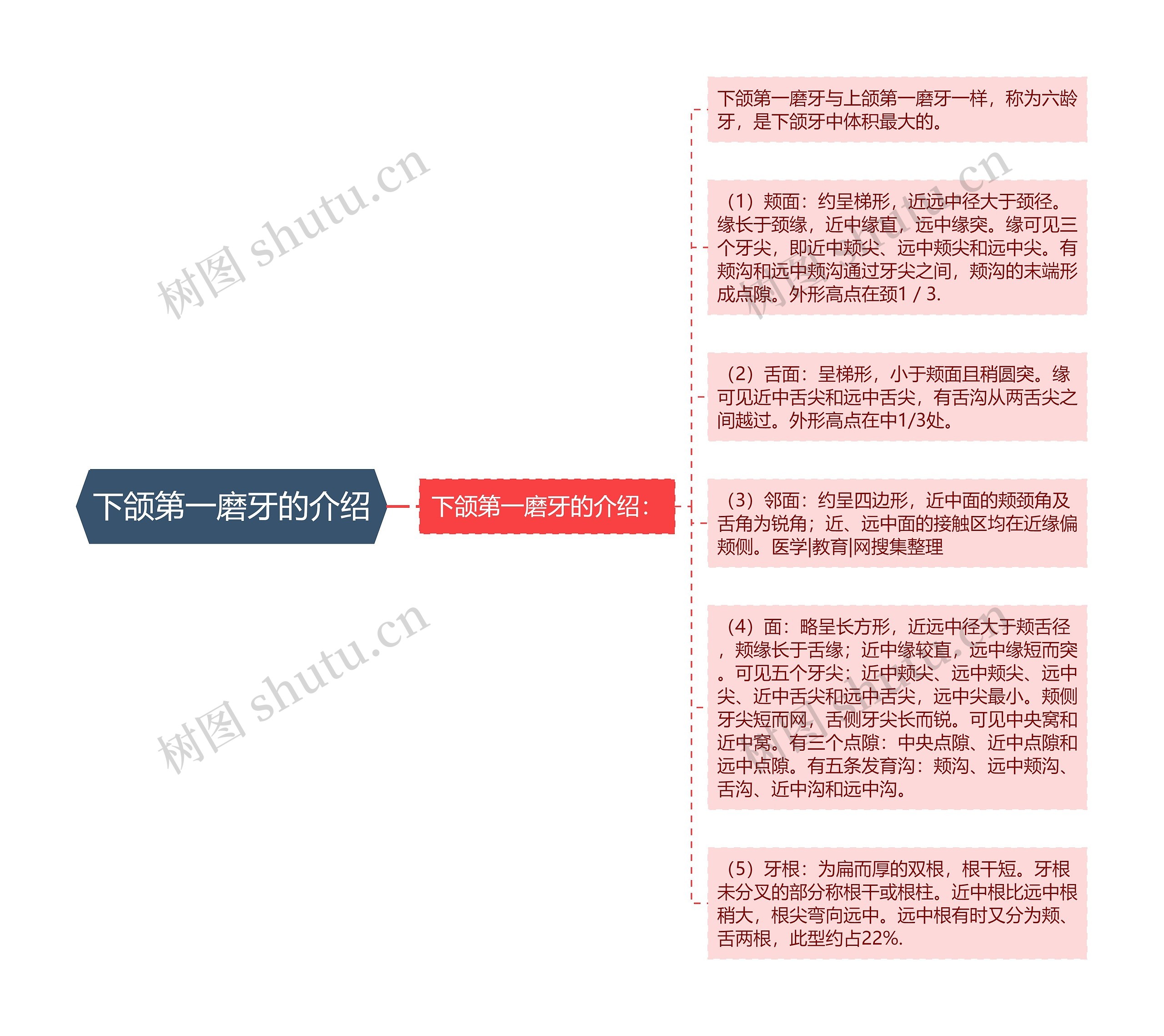 下颌第一磨牙的介绍思维导图