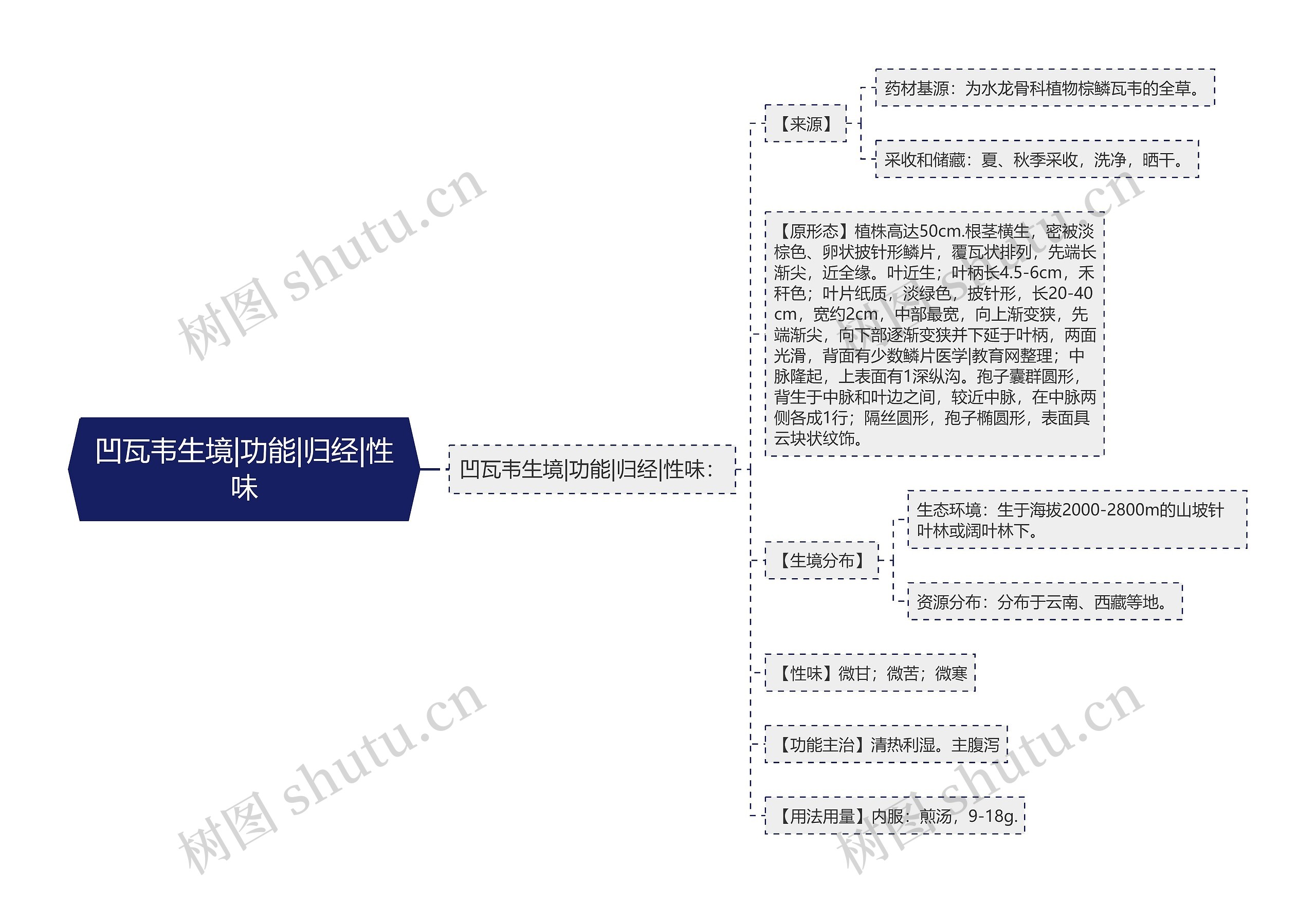 凹瓦韦生境|功能|归经|性味思维导图