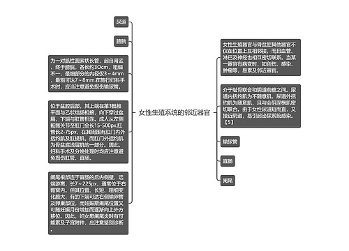 女性生殖系统的邻近器官