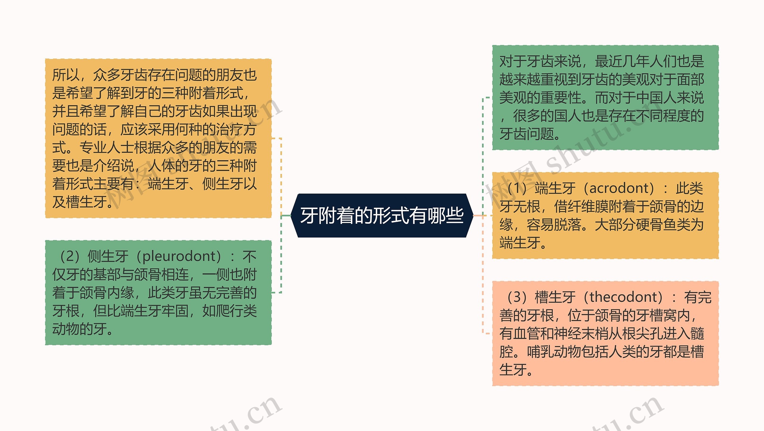 牙附着的形式有哪些思维导图