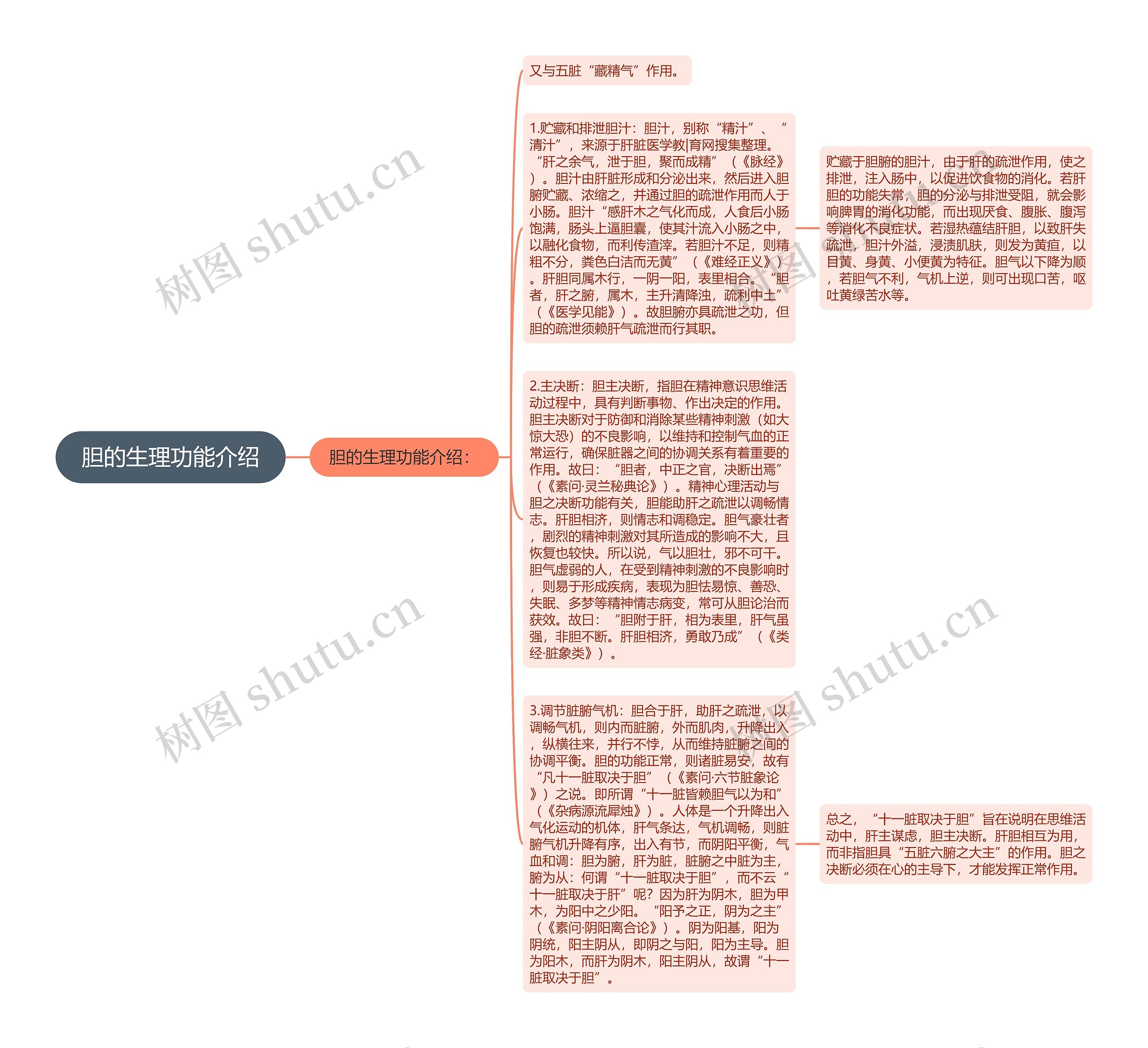 胆的生理功能介绍思维导图