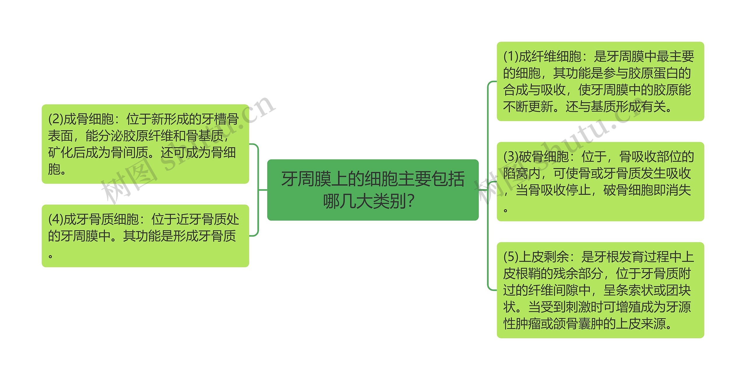 牙周膜上的细胞主要包括哪几大类别？