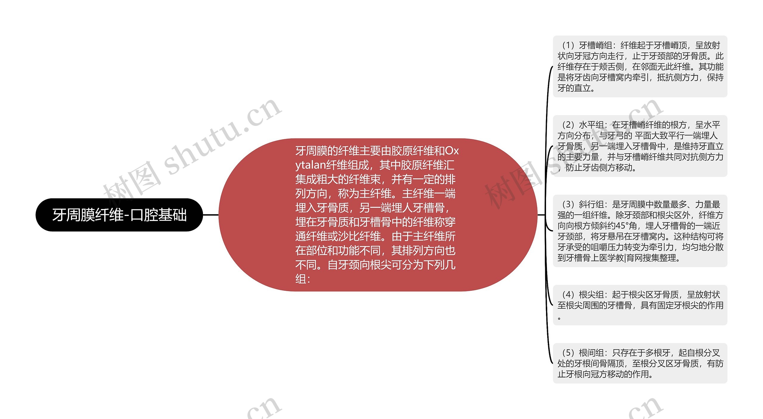 牙周膜纤维-口腔基础思维导图