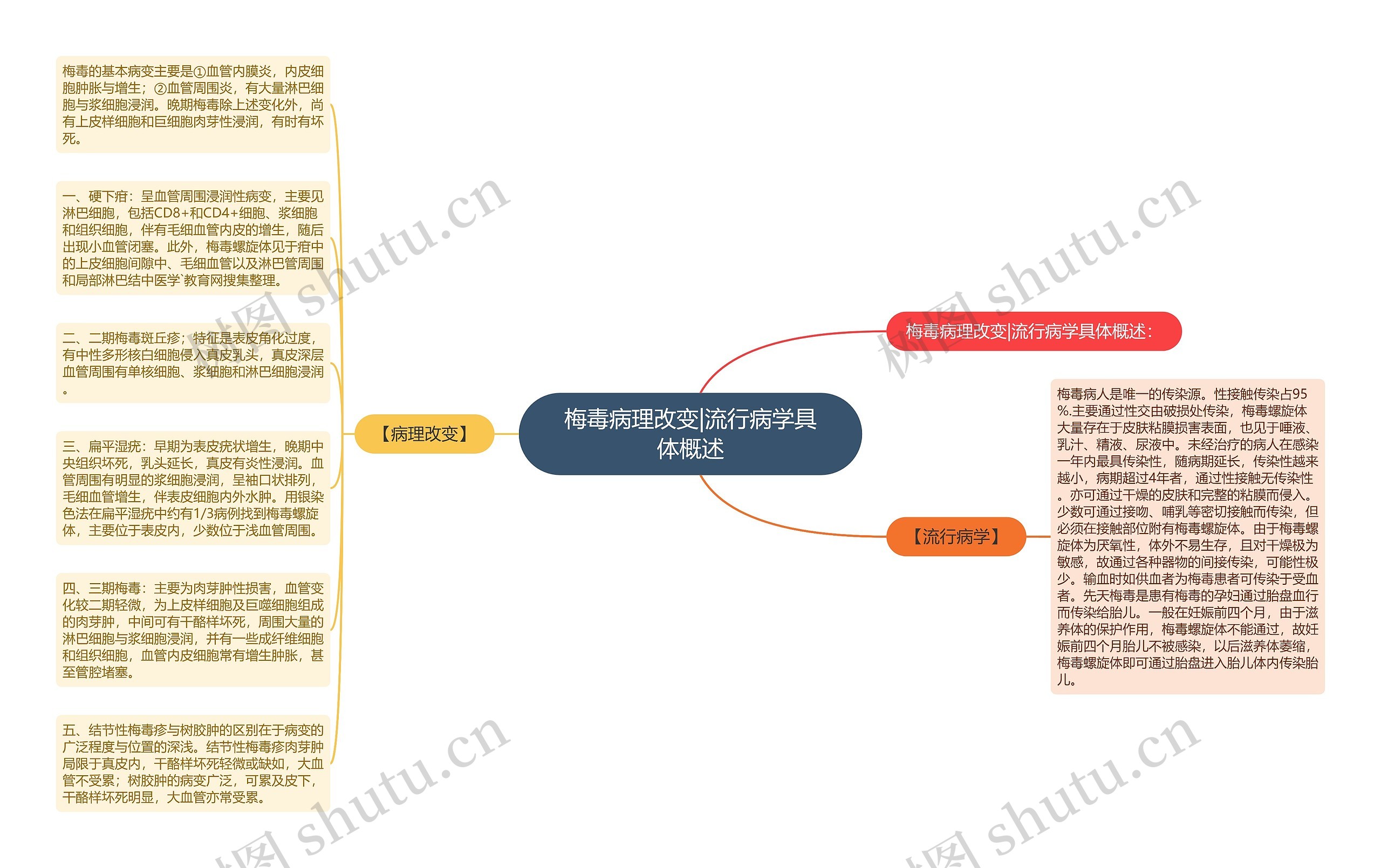 梅毒病理改变|流行病学具体概述思维导图