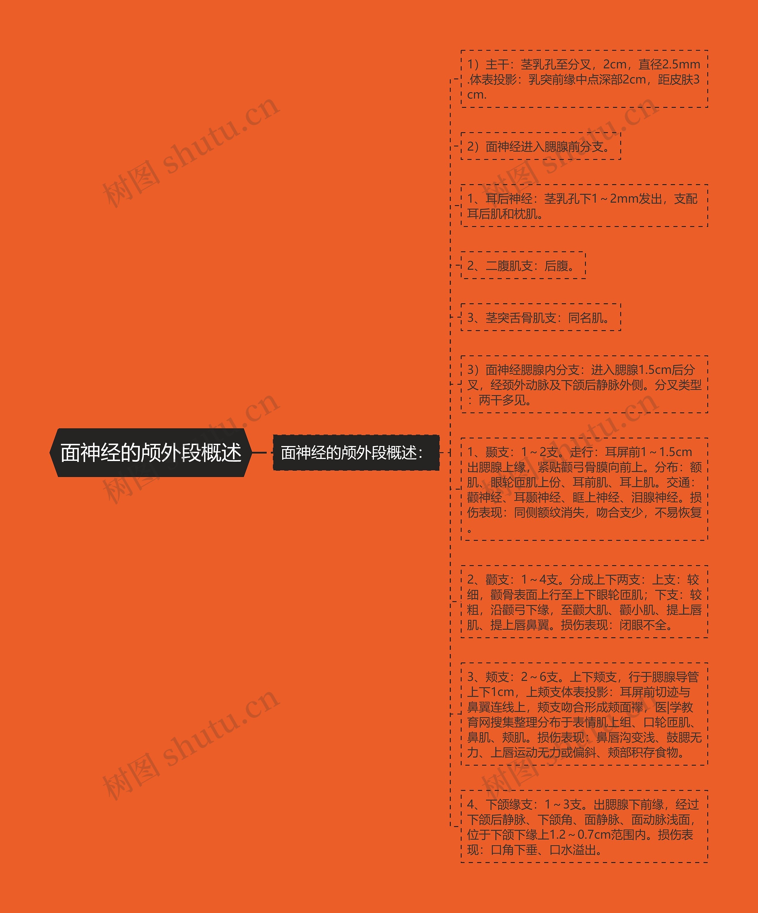 面神经的颅外段概述 面神经的颅外段概述